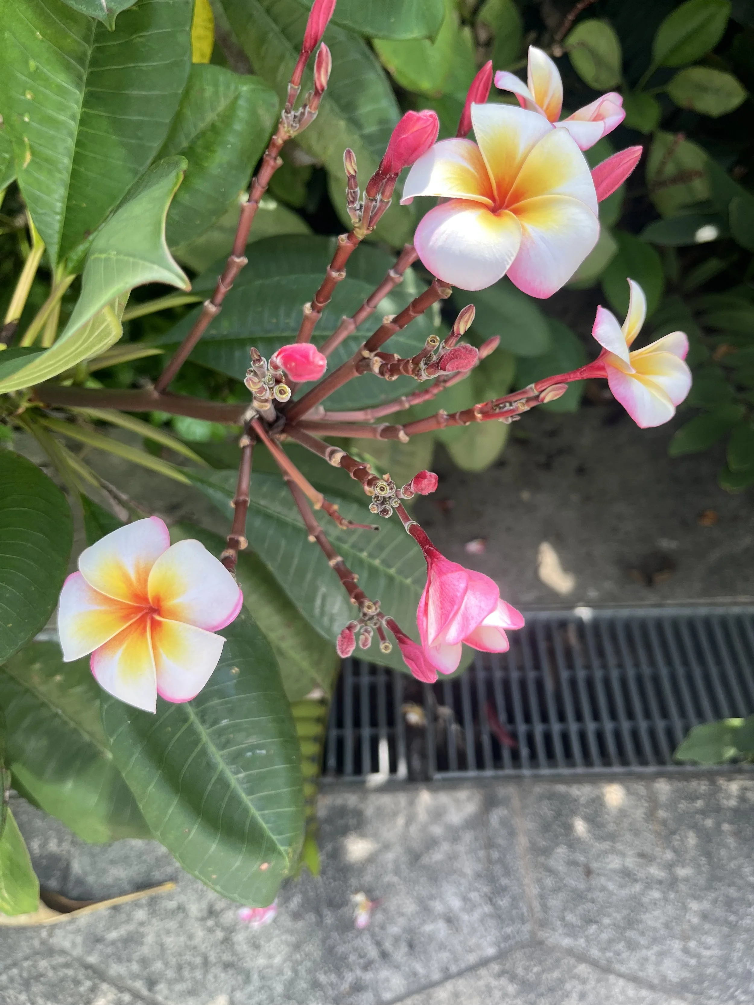 Singapore blooms.jpg
