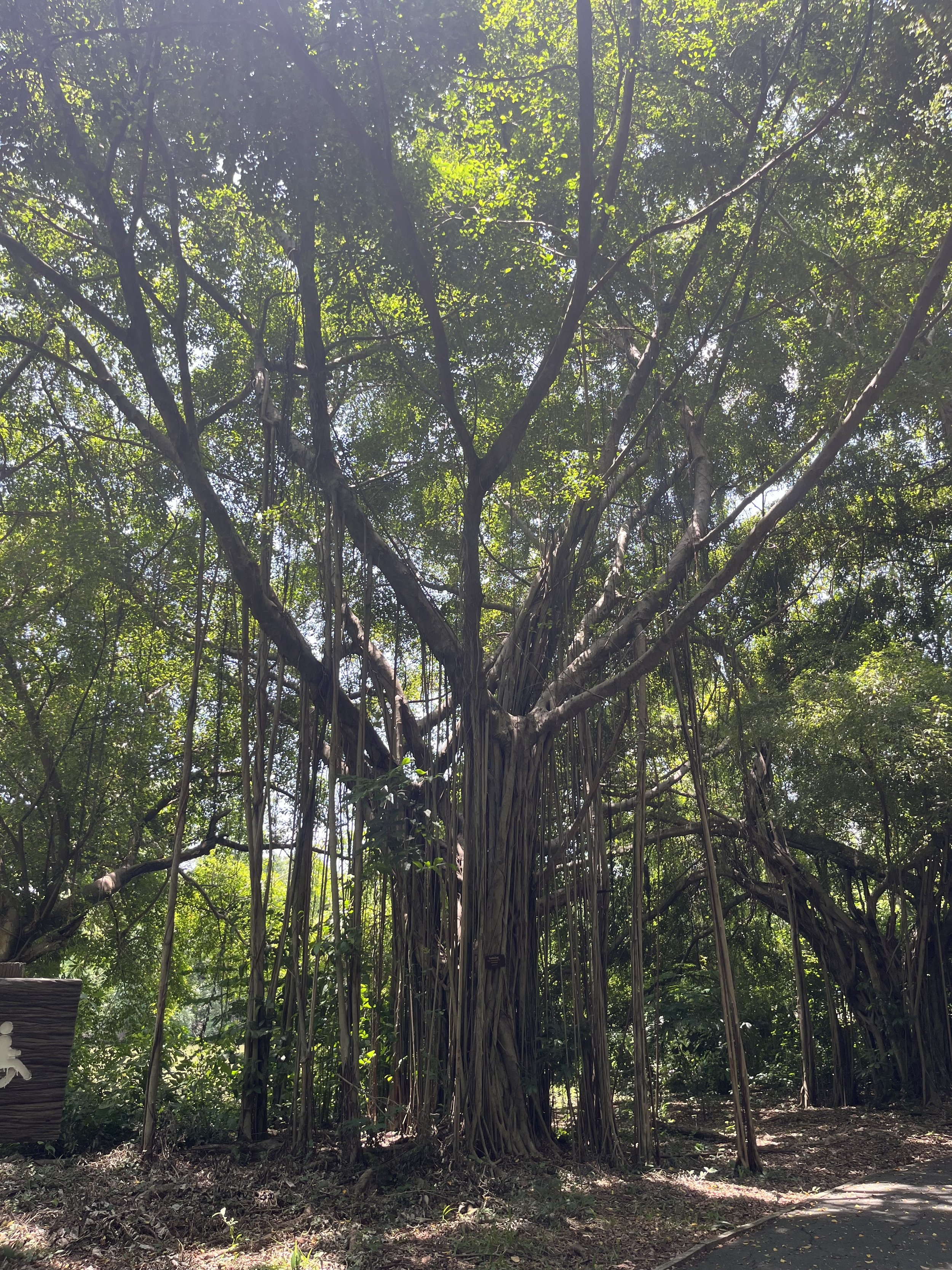 Bangkok ride tree.jpg