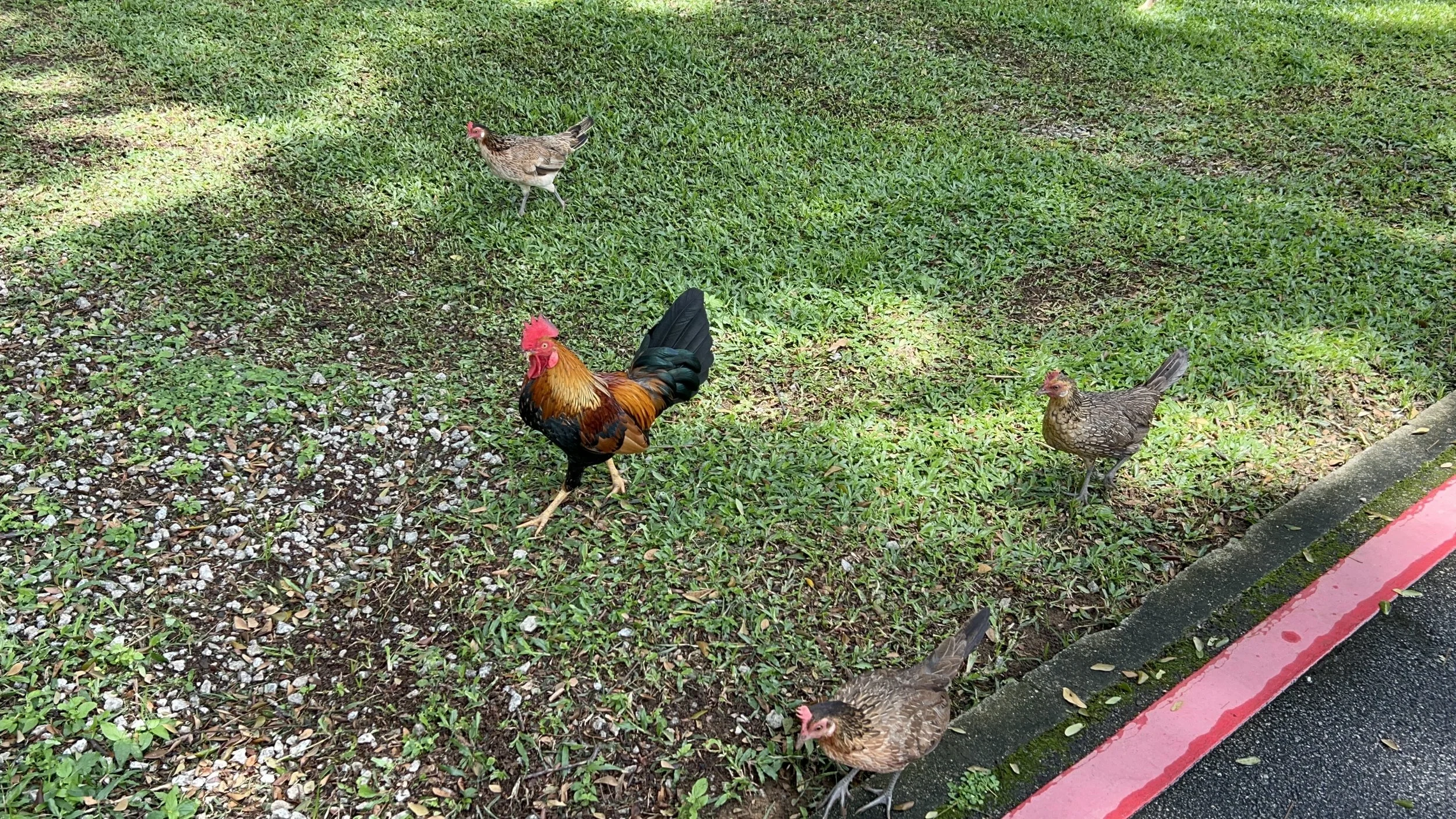Pasir Ris chickens.jpeg