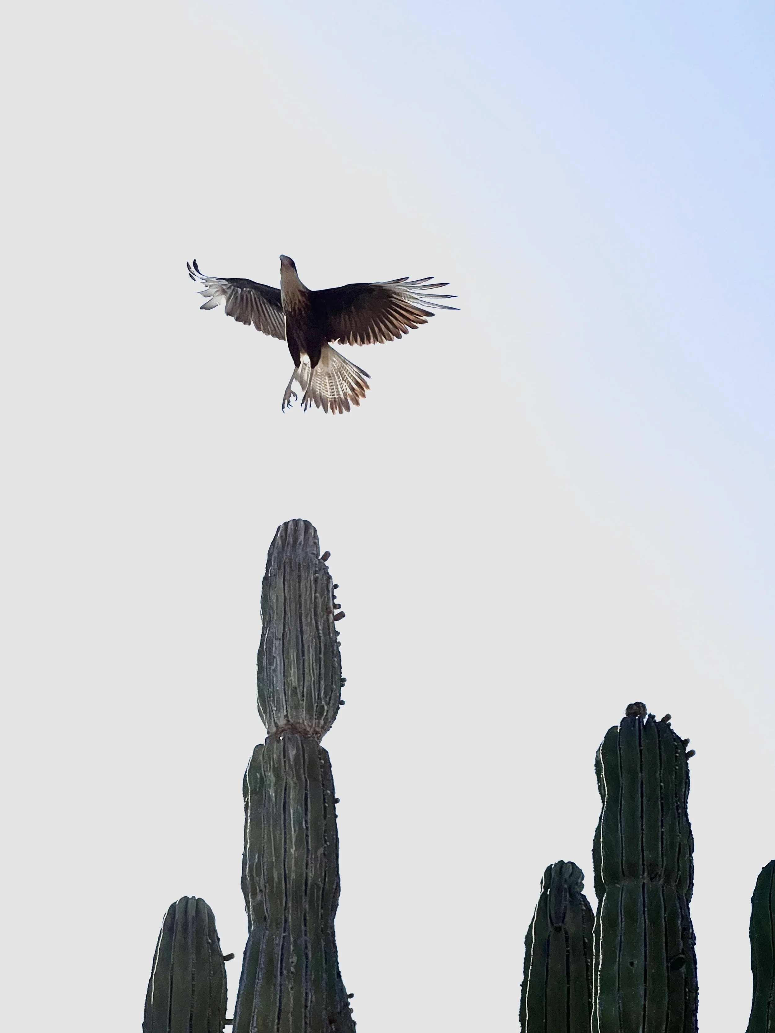 A bird flying above cactus plants against a pale sky.