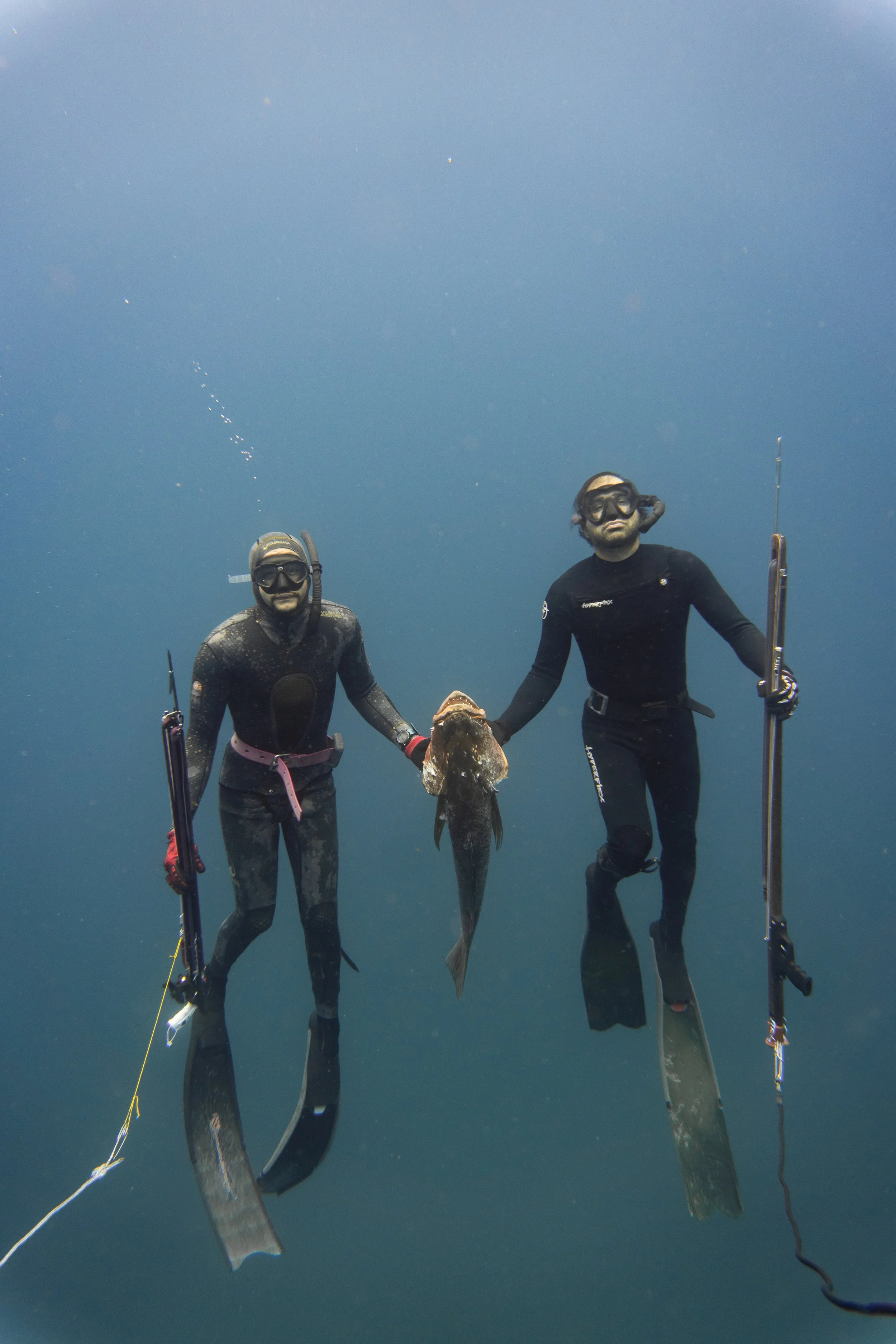 Two scuba divers in black wetsuits and masks underwater holding a large fish between them.
