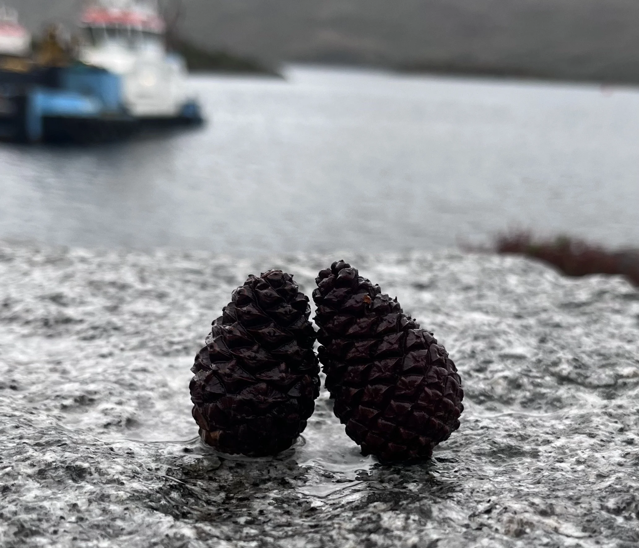 Two pinecones on a wet, rocky surface near a body of water with boats and boats' reflections in the background.