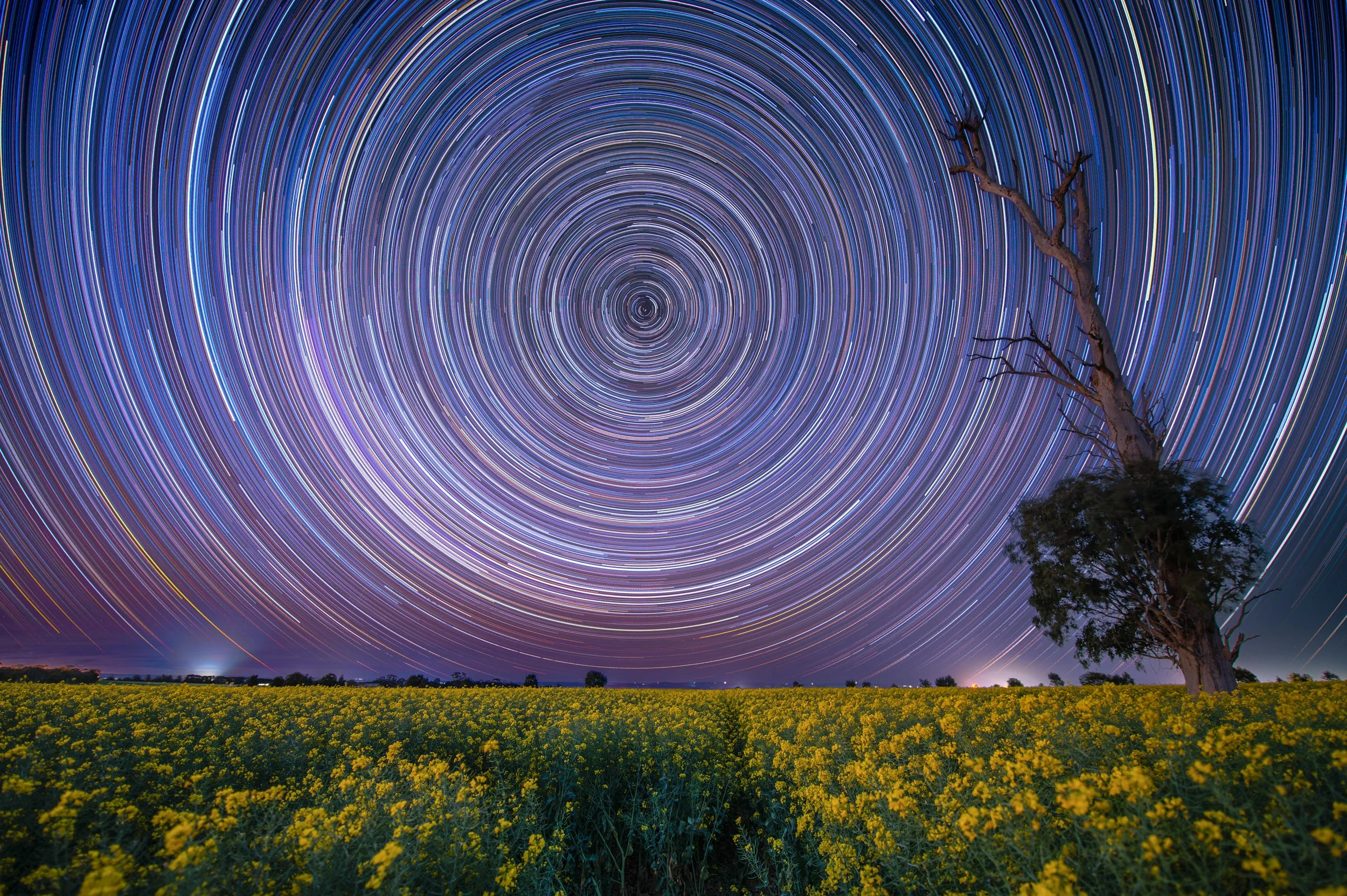 Star trails in the night sky over a field of canola flowers with a lone, leafless tree on the right.