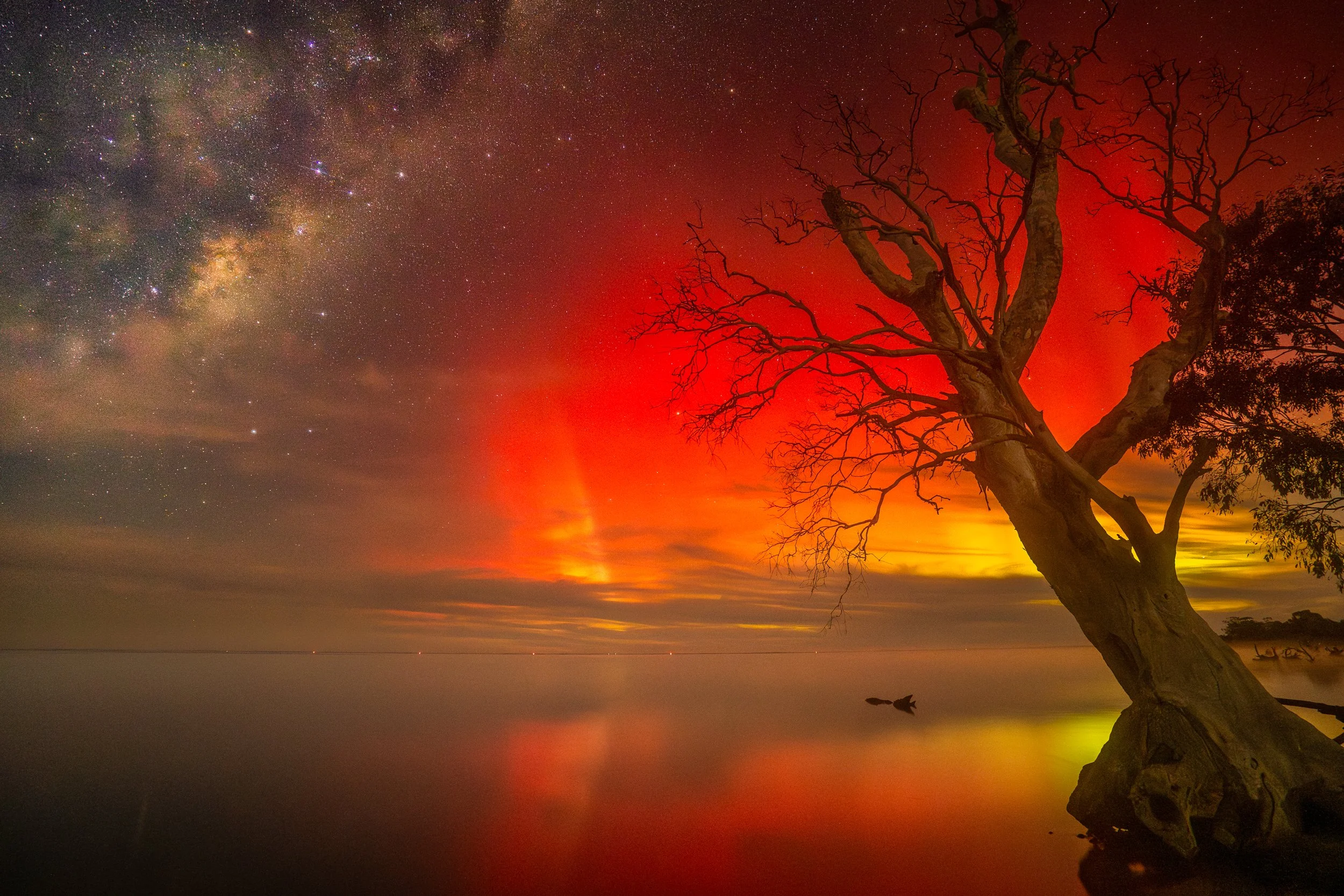 A tree with bare branches silhouetted against Aurora and the Milky Way visible in the background.