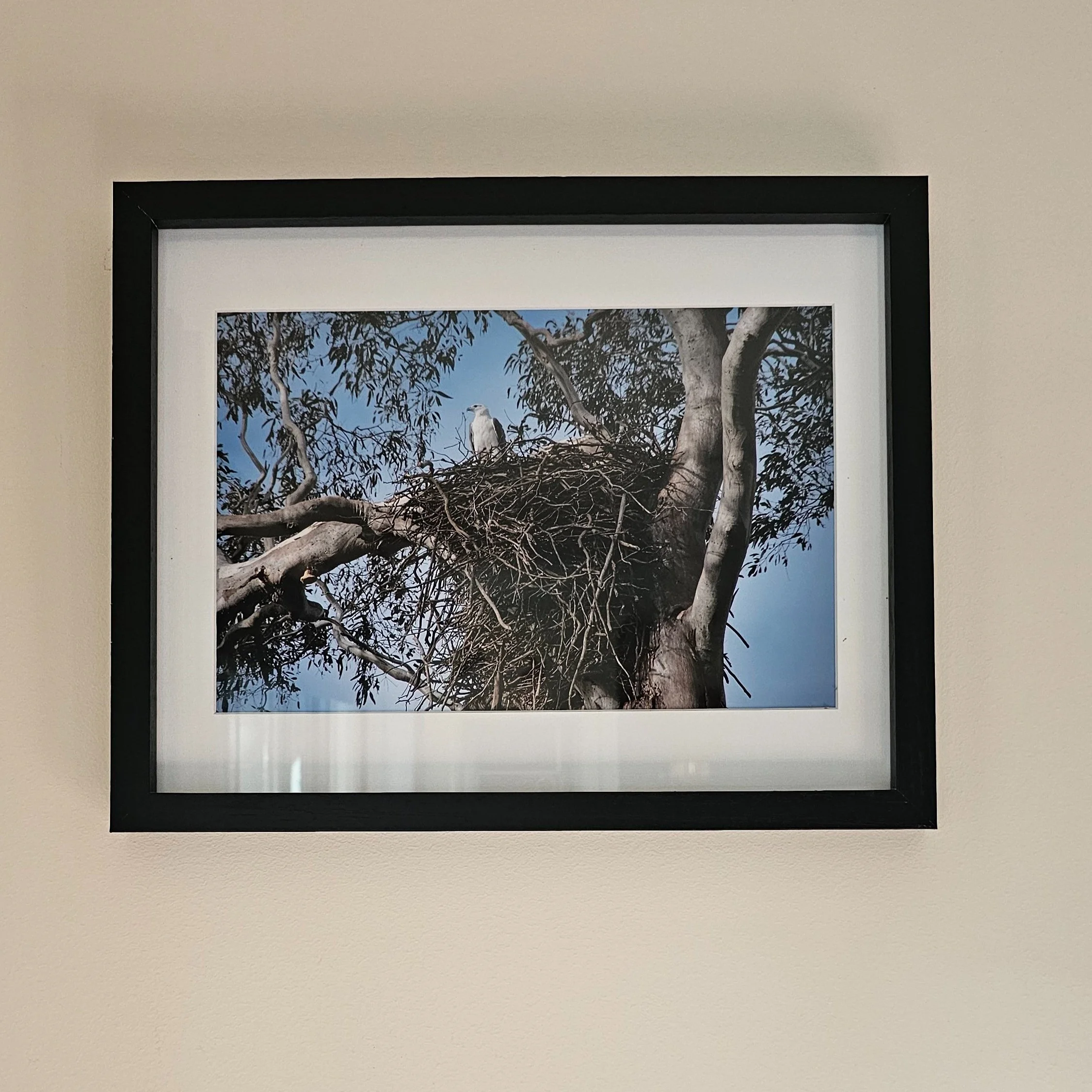 Framed photograph or artwork on a beige wall showing a tree and a sea-eagle on its nest.