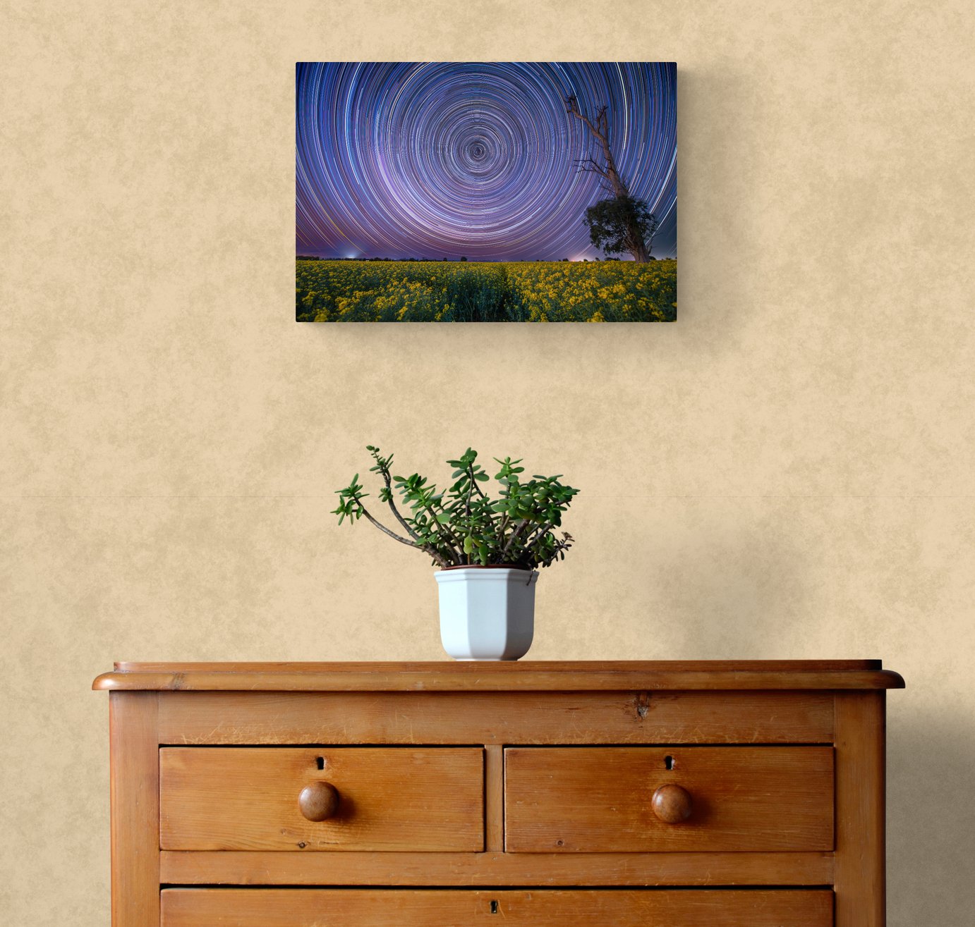 plant-on-wooden-drawers.jpg