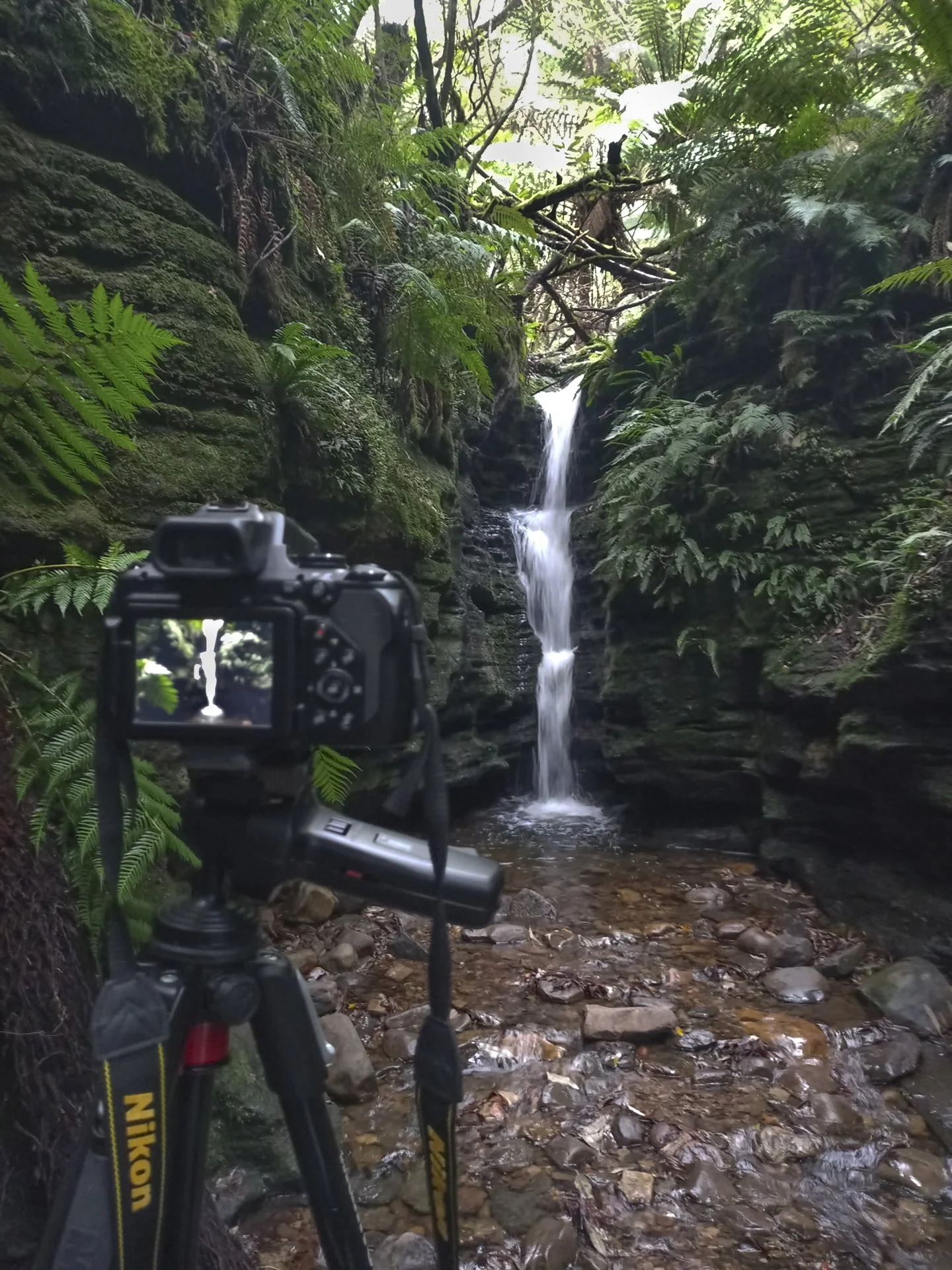 Camera on a tripod capturing a small waterfall in a lush, green forest with ferns and moss-covered rocks, viewing through dense foliage.