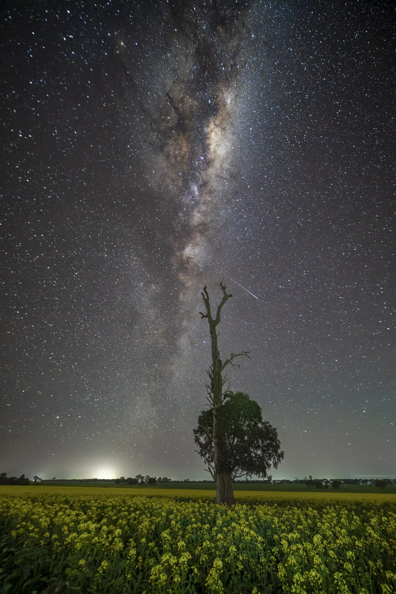 Winnindoo Canola Farm, VIC