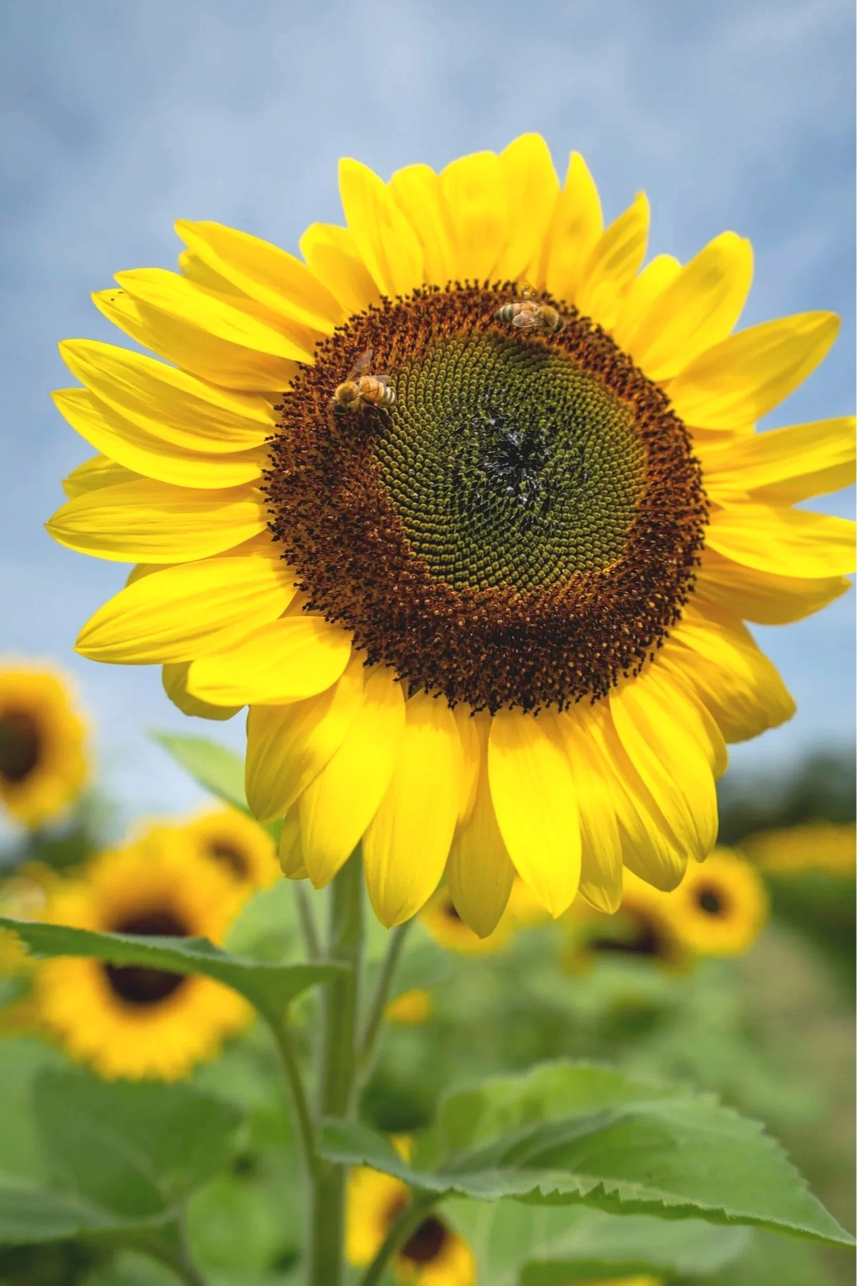 Close-up of a bright yellow sunflower with a dark brown center, bees collecting pollen, with a blurred background of more sunflowers and green leaves under a clear blue sky.