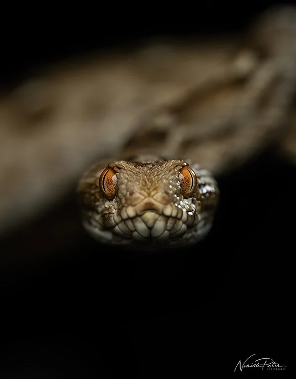 Saw-scaled Viper (Echis sp.) in the UAE — photography by Nimish Peter