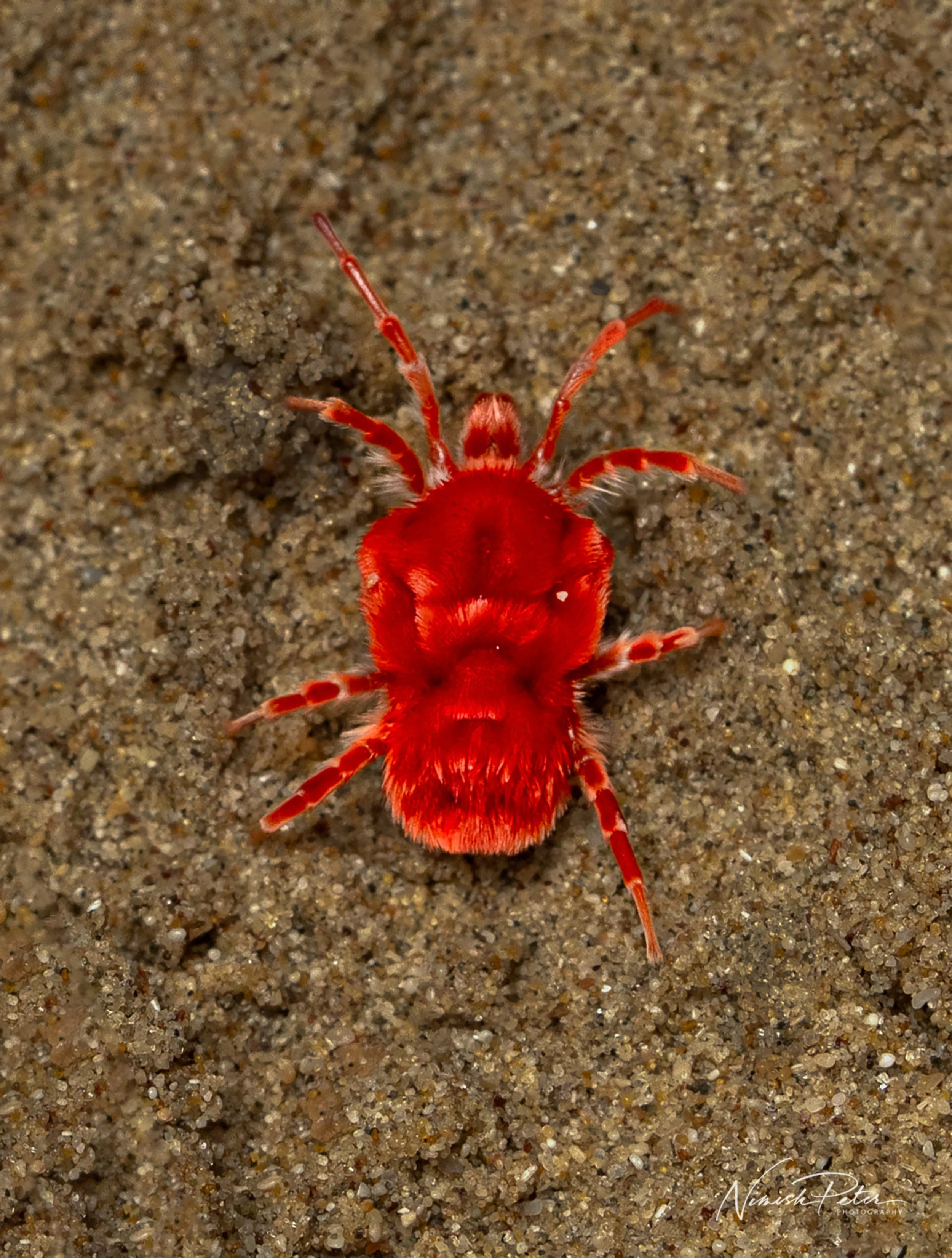 Red Velvet Mite (Trombidiidae) on UAE desert sand after rain — macro photography by Nimish Peter