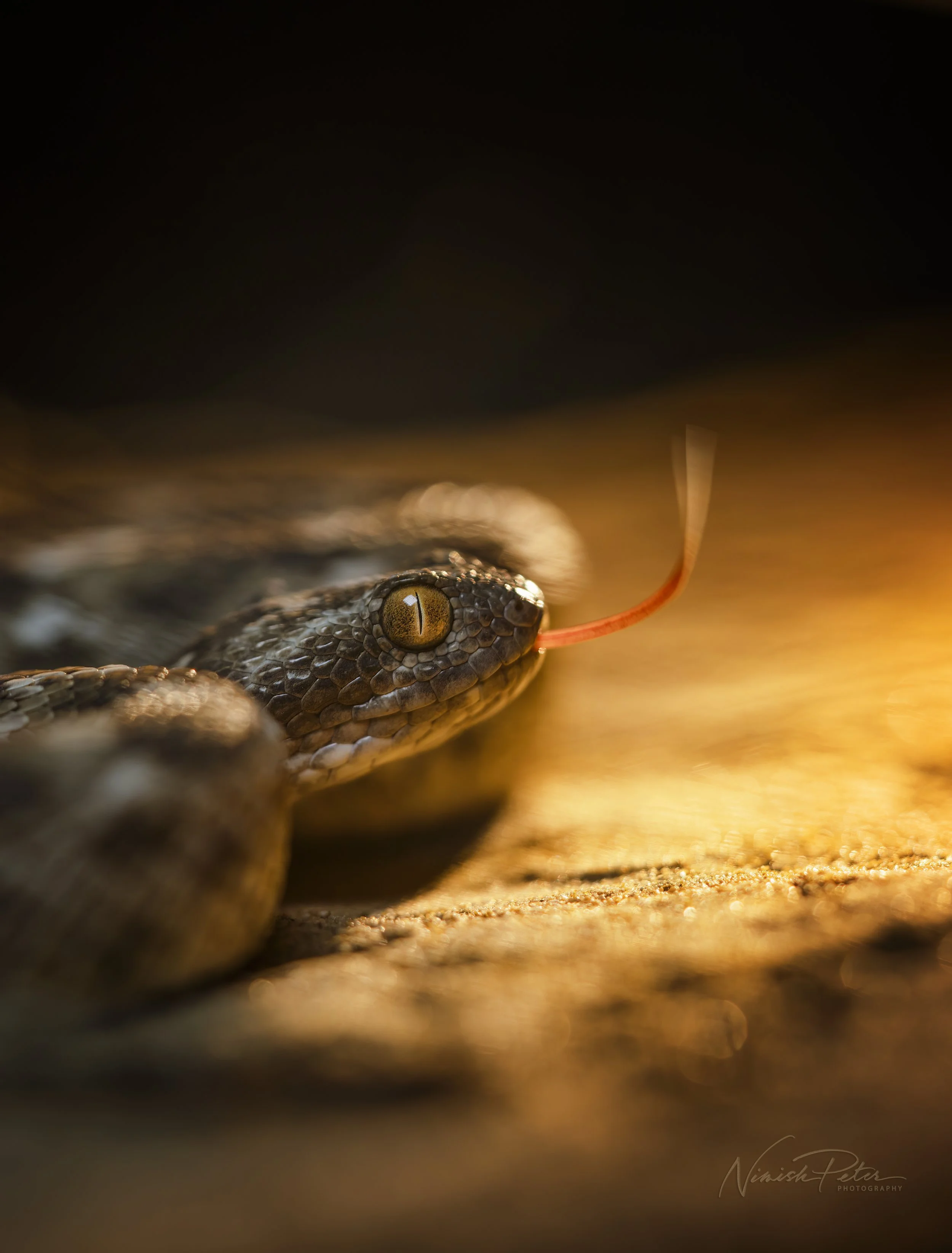 Snakes, Scorpions and Spiders in the UAE Desert: A Herper's Guide to Staying Safe