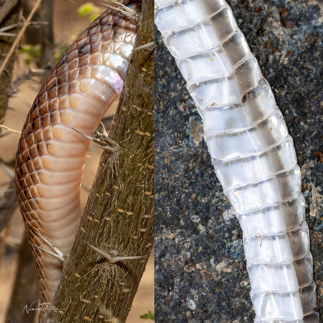Ecdysis: How the Arabian Cat Snake Sheds Its Skin