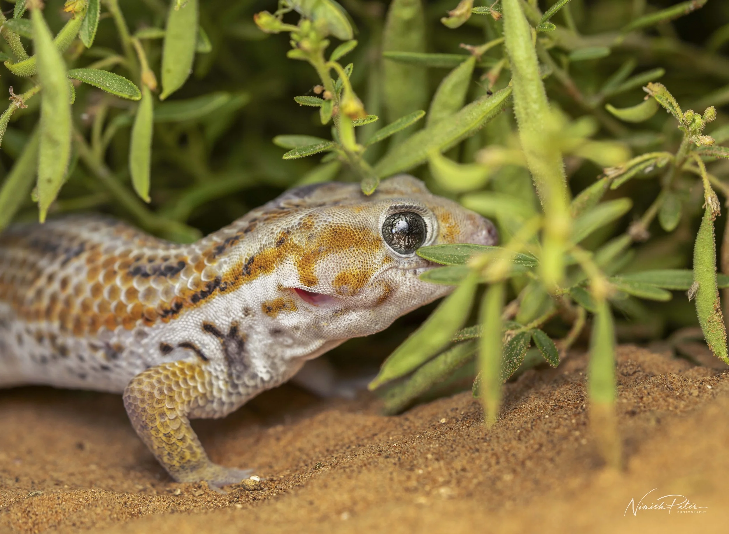 Wonder Gecko in the UAE: A Rare Desert Reptile