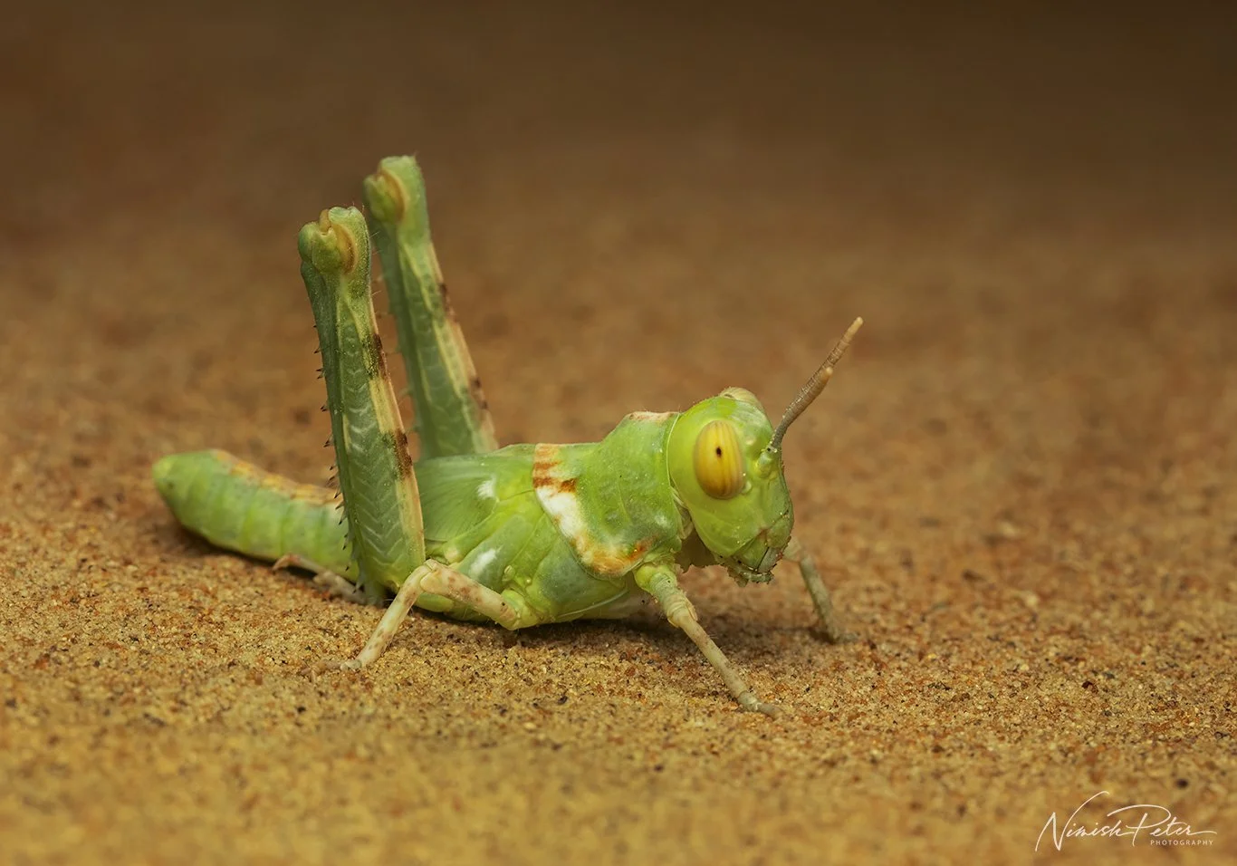 Desert Locust (Schistocerca gregaria)