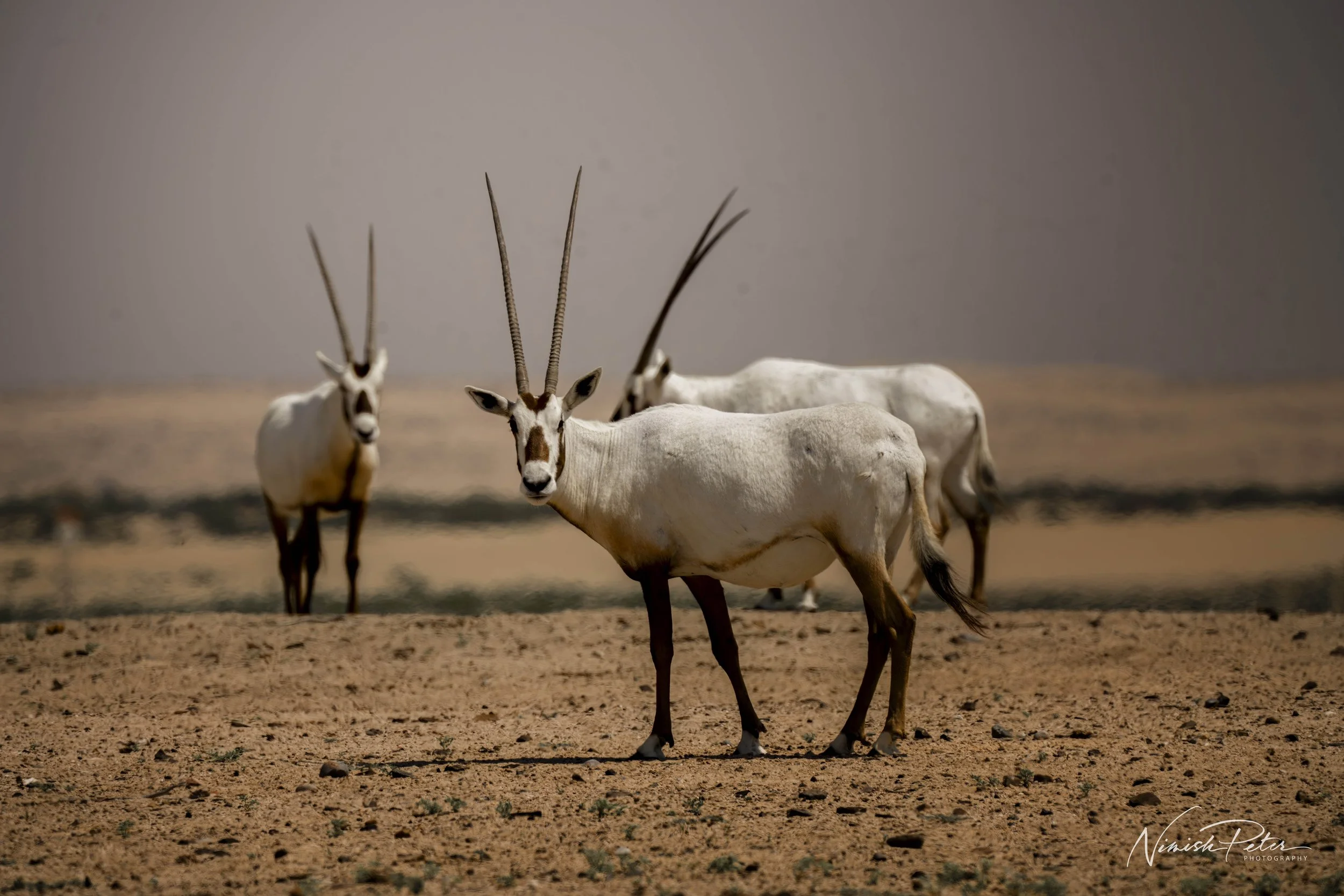 Arabian Oryx, United Arab Emirates.  © Nimish Peter Photography
