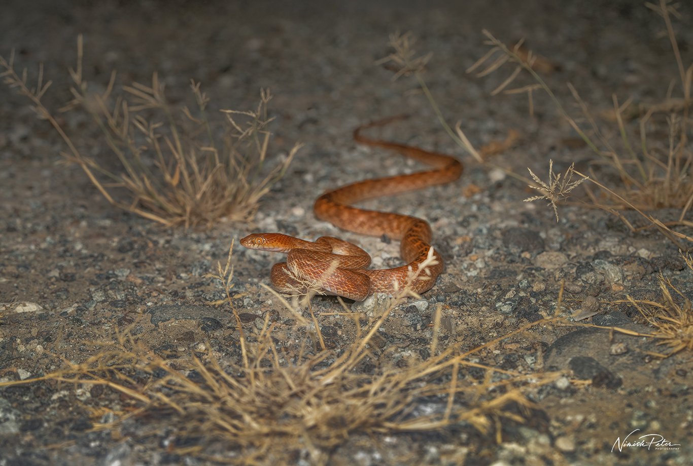 Arabian Car Snake | Photography by Nimish Peter