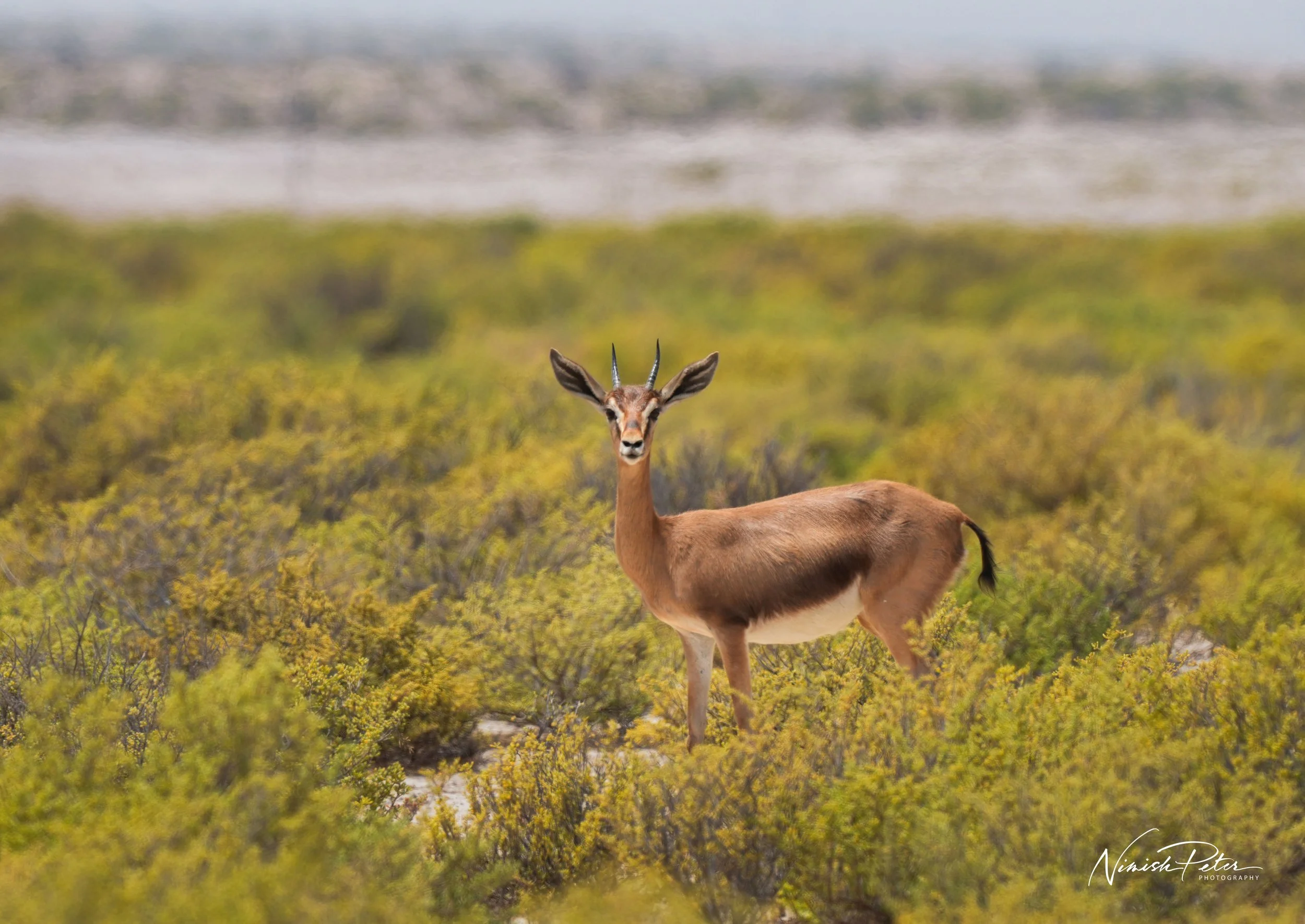 Arabian Sand Gazelle, United Arab Emirates. © Nimish Peter Photography