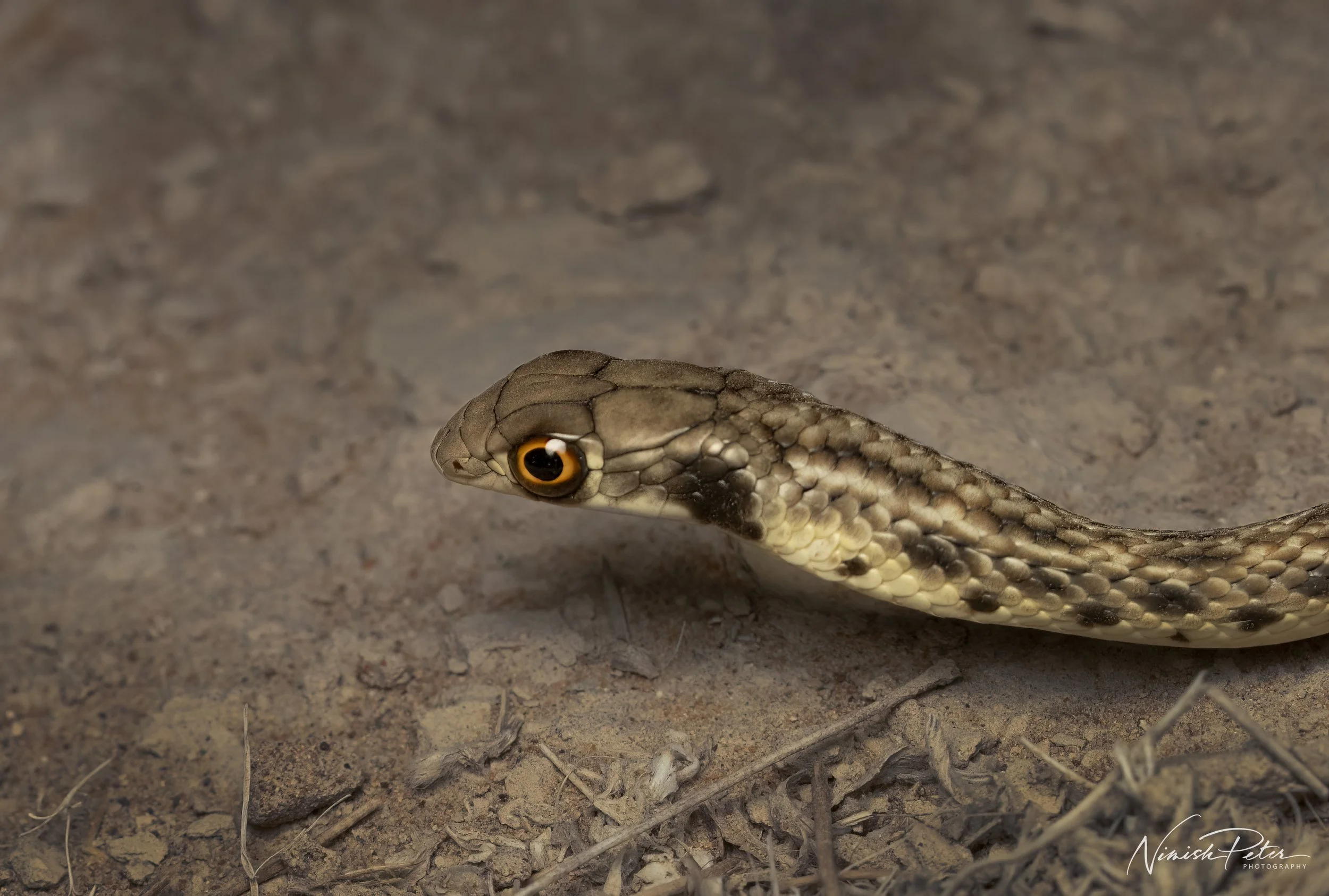 False Cobra (Rhagerhis moilensis) in the UAE desert — photography by Nimish Peter