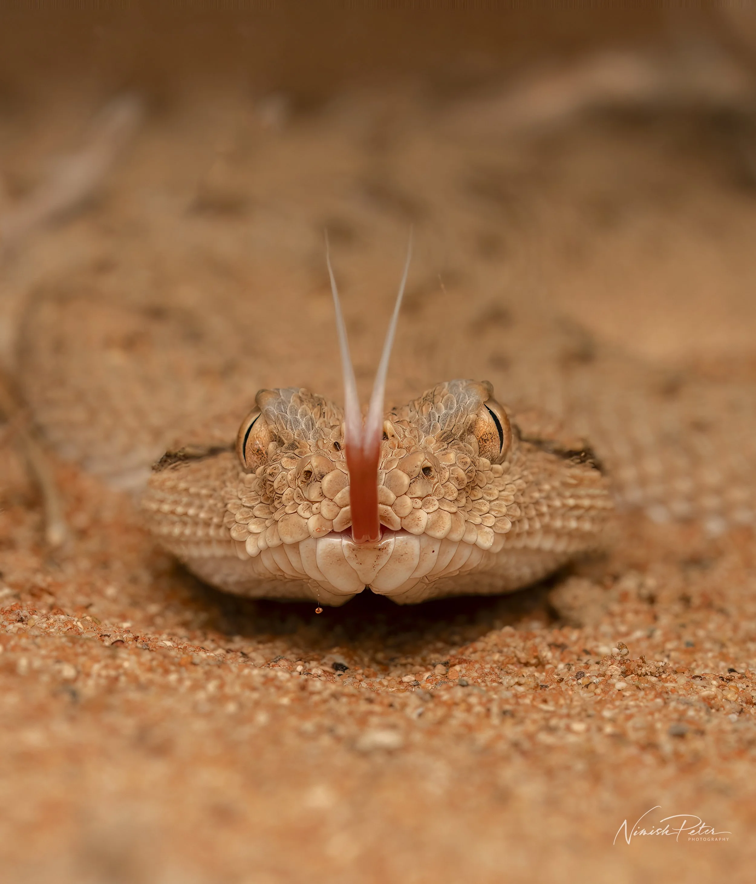 Reptiles of the UAE