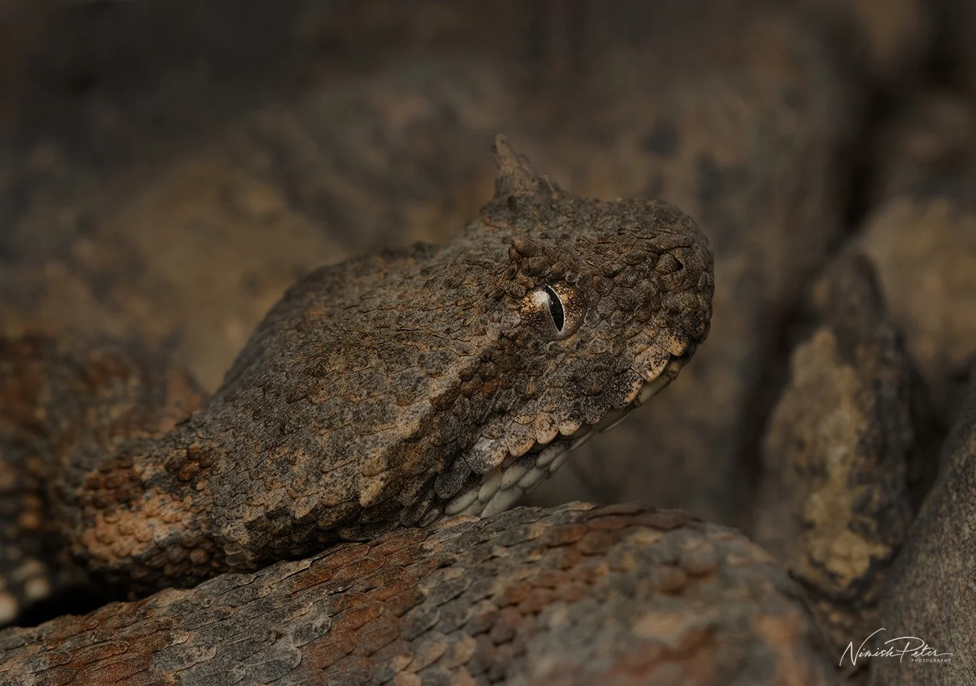 The Persian Horned Viper (Pseudocerastes persicus) is a venomous desert snake found across the Arabian Peninsula and into the UAE, recognized by the distinctive horn-like scales above each eye.