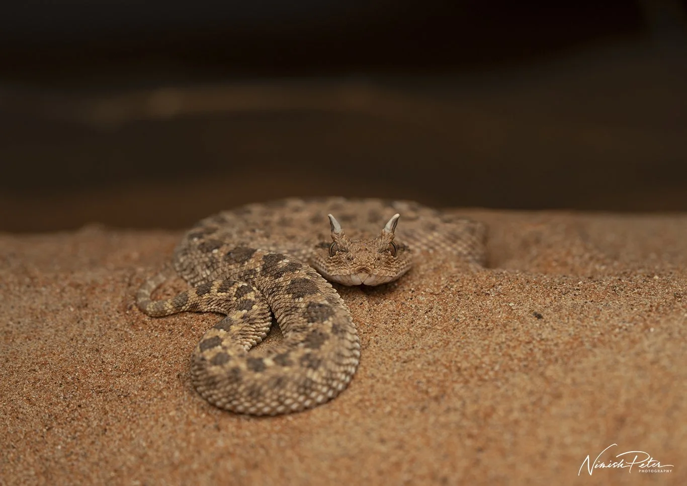 Arabian Horned Viper (Cerastes gasperettii) in the UAE desert — photography by Nimish Peter