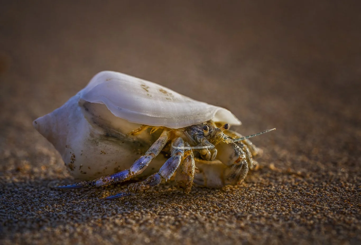 Coastal & Marine Life of the UAE