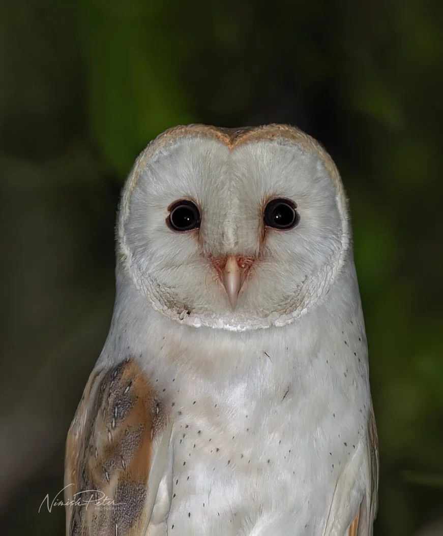 Barn Owl, Dubai