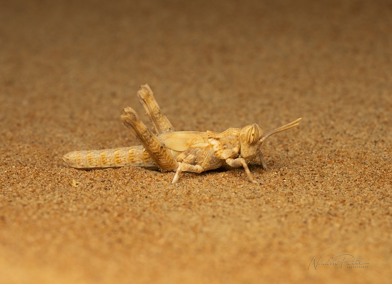 Desert Locust (Schistocerca gregaria)