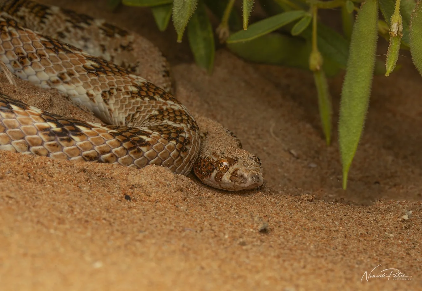 Crowned Leaf-nosed Snake (Lytorhynchus diadema) in the UAE desert — photography by Nimish Peter