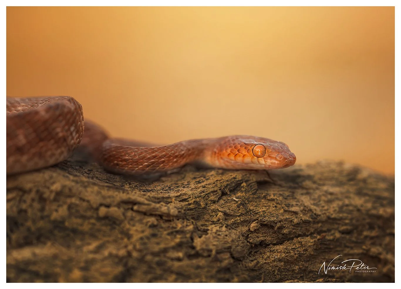 Arabian Cat Snake (Telescopus dhara) in the UAE — photography by Nimish Peter