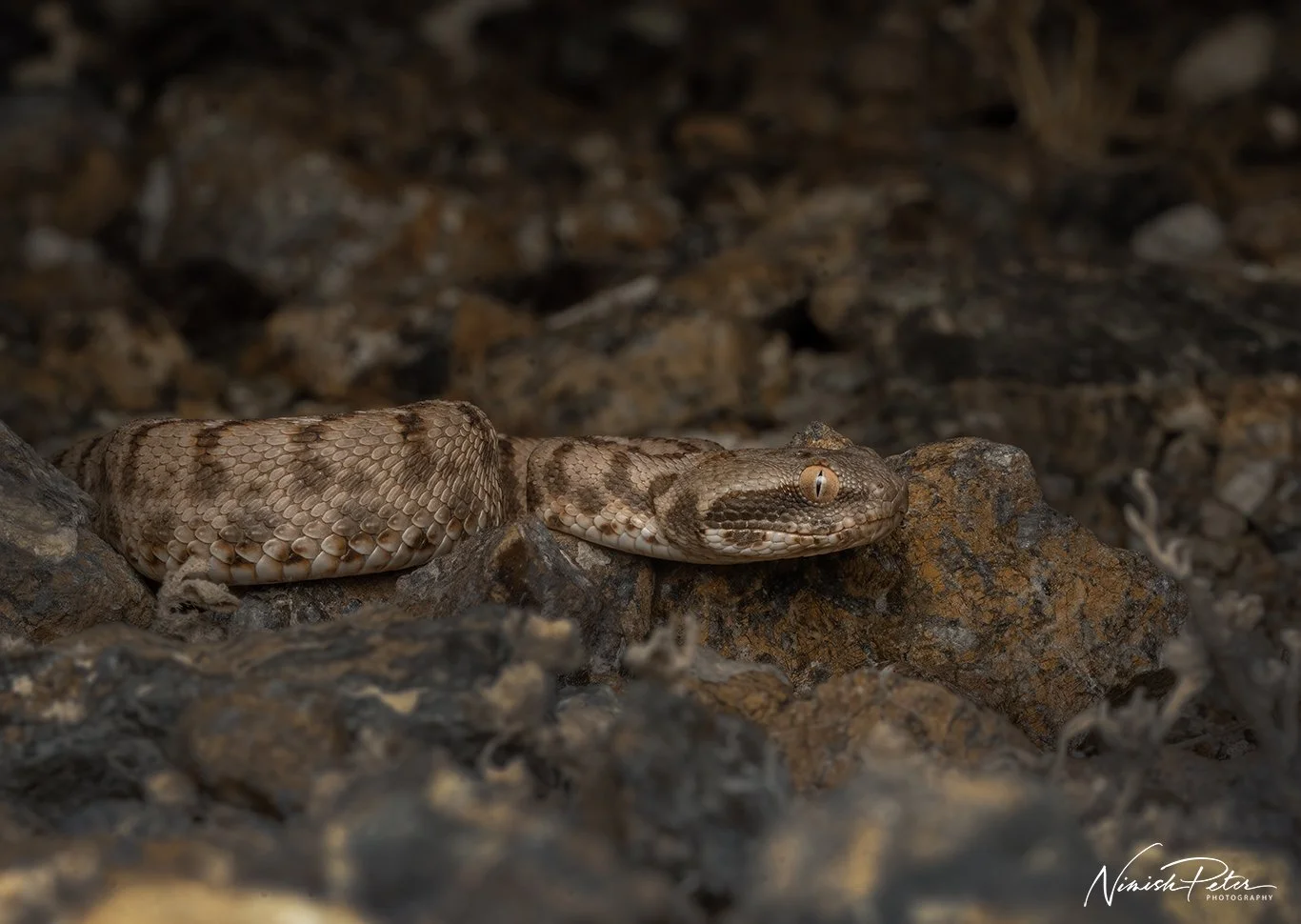 Omani Carpet Viper (Echis omanensis) in the Hajar Mountains, UAE — photography by Nimish Peter