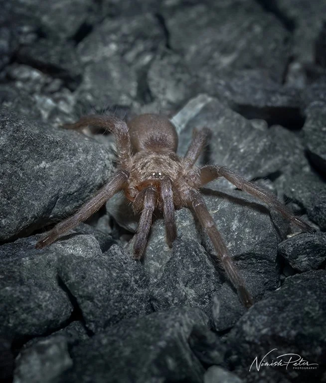 Tarantulas, United Arab Emirates