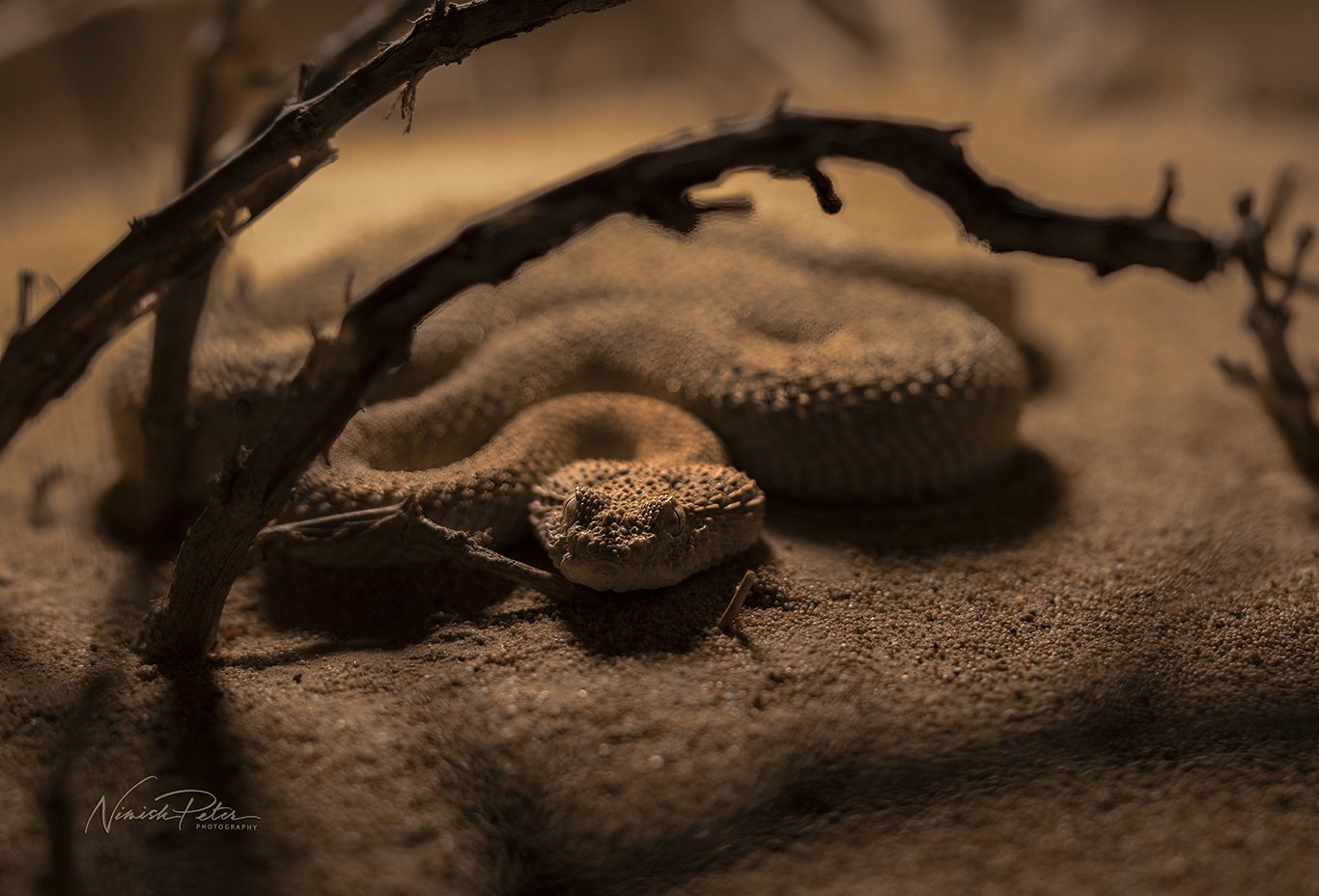 Cerastes gasperettii , United Arab Emiraes
