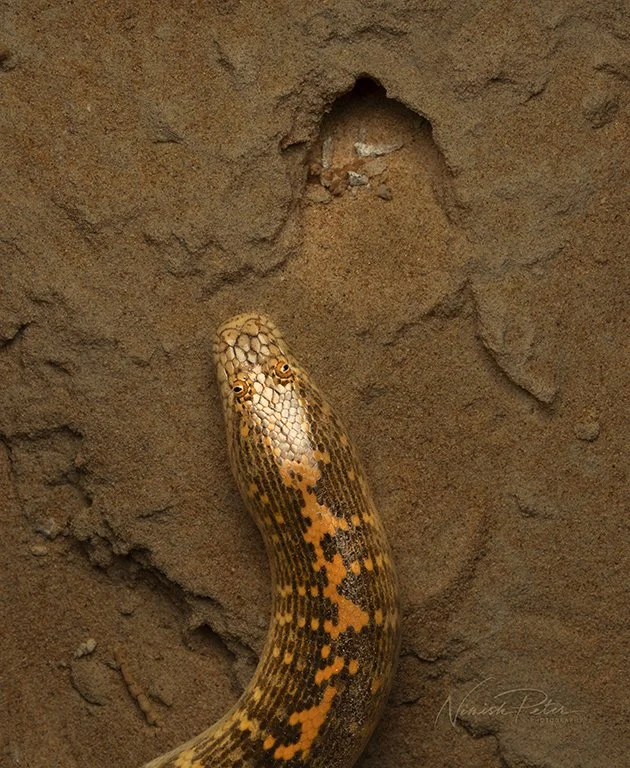 Arabian Sand Boa (Eryx jayakari) in the UAE desert — photography by Nimish Peter