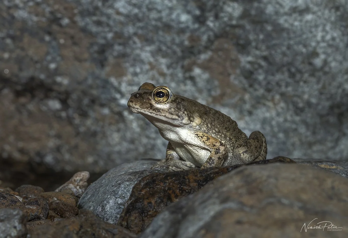Amphibians of the UAE