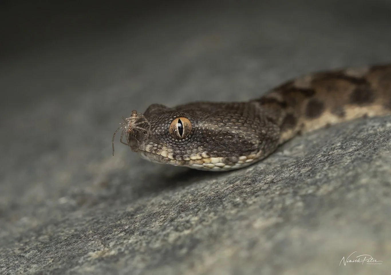 Mountain Wildlife of UAE