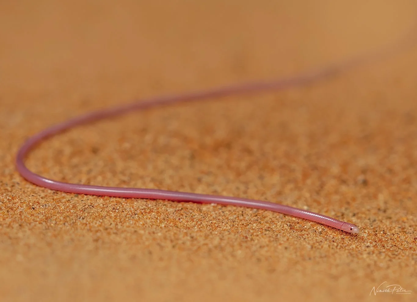 The Thread Snake (Myriopholis macrorhyncha) is one of the smallest and most secretive snakes in the UAE — a tiny, burrowing, worm-like reptile rarely seen above ground.
