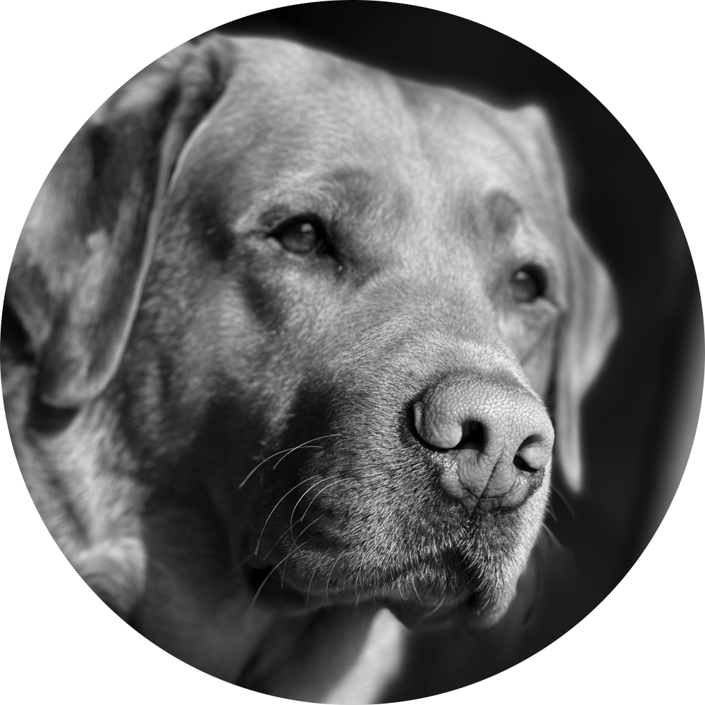Schwarz-weiß-Foto eines dalmatinischen Hundes in Nahaufnahme, ruhiger Ausdruck, im Profil sichtbar.