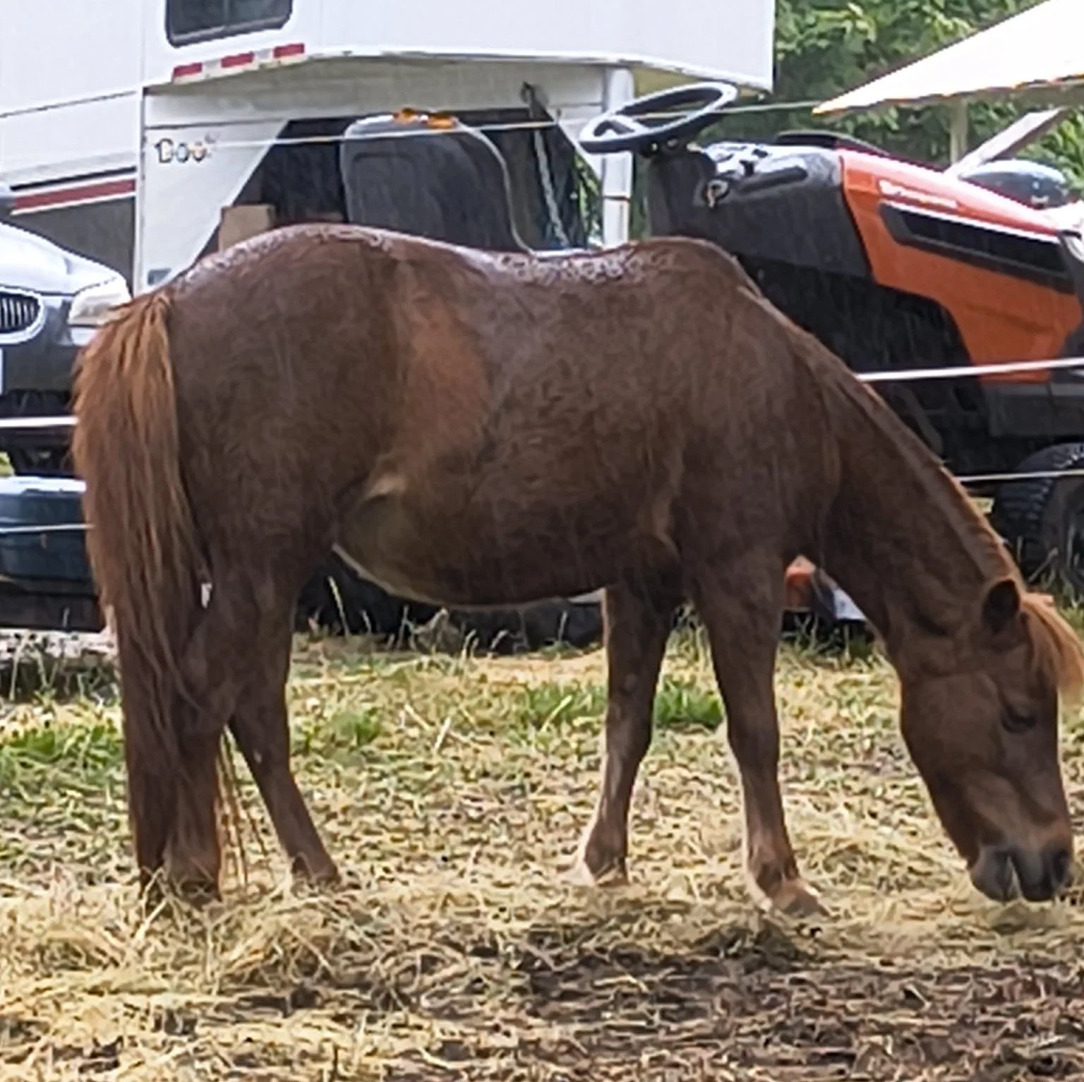 Pony Mare