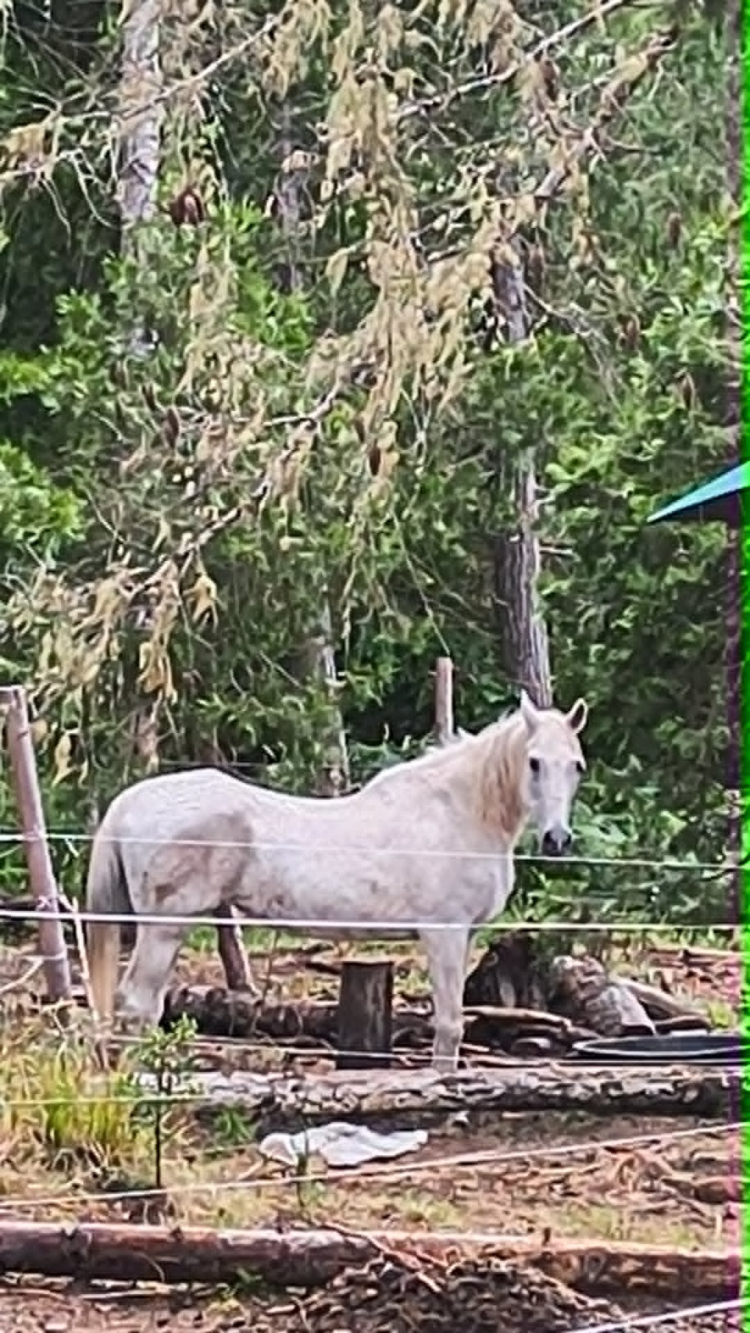 20 Year Old Mare