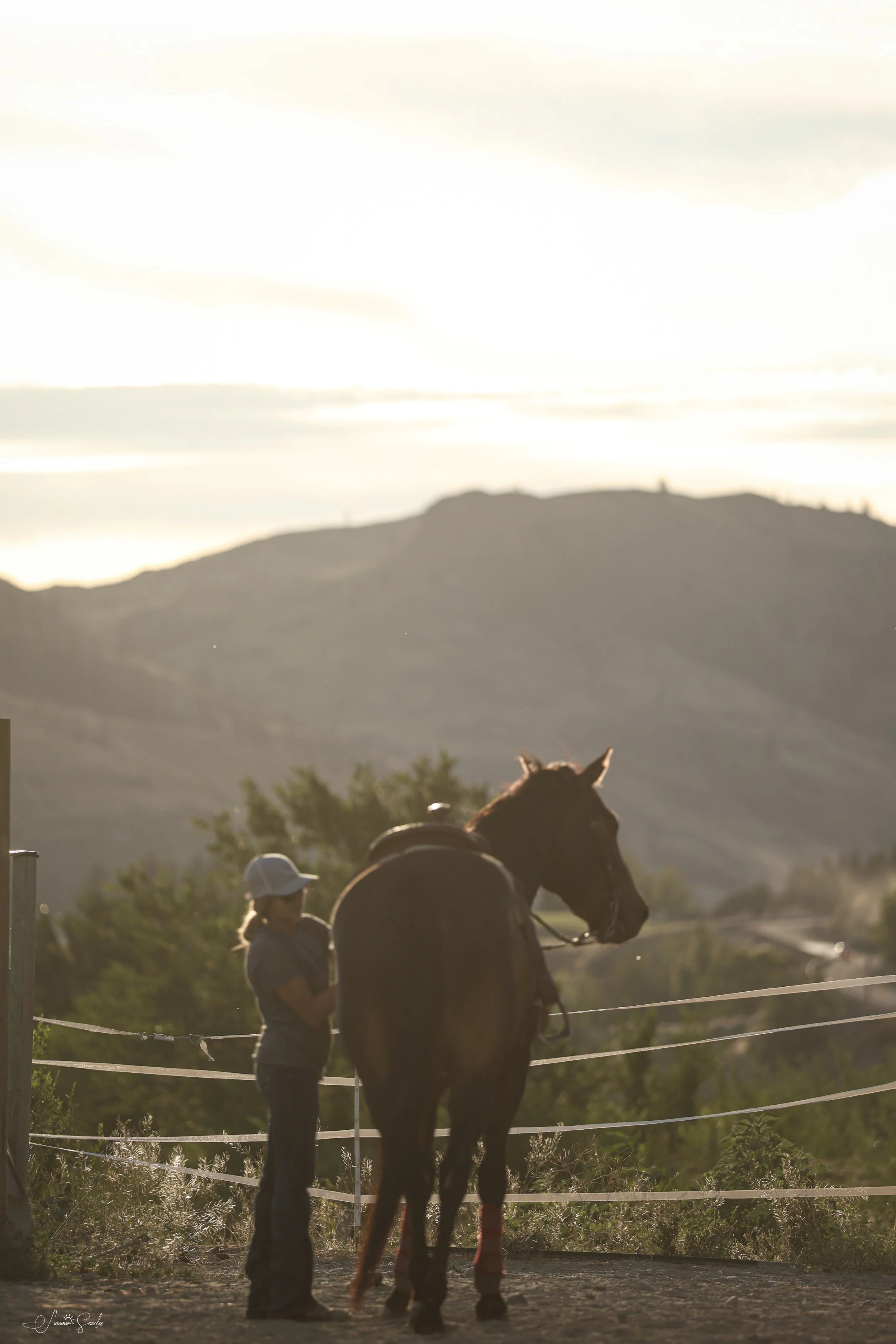 Online Equine Marketing - 10% Commission Only