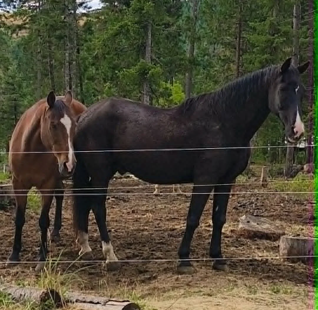 16 Year Old Mare