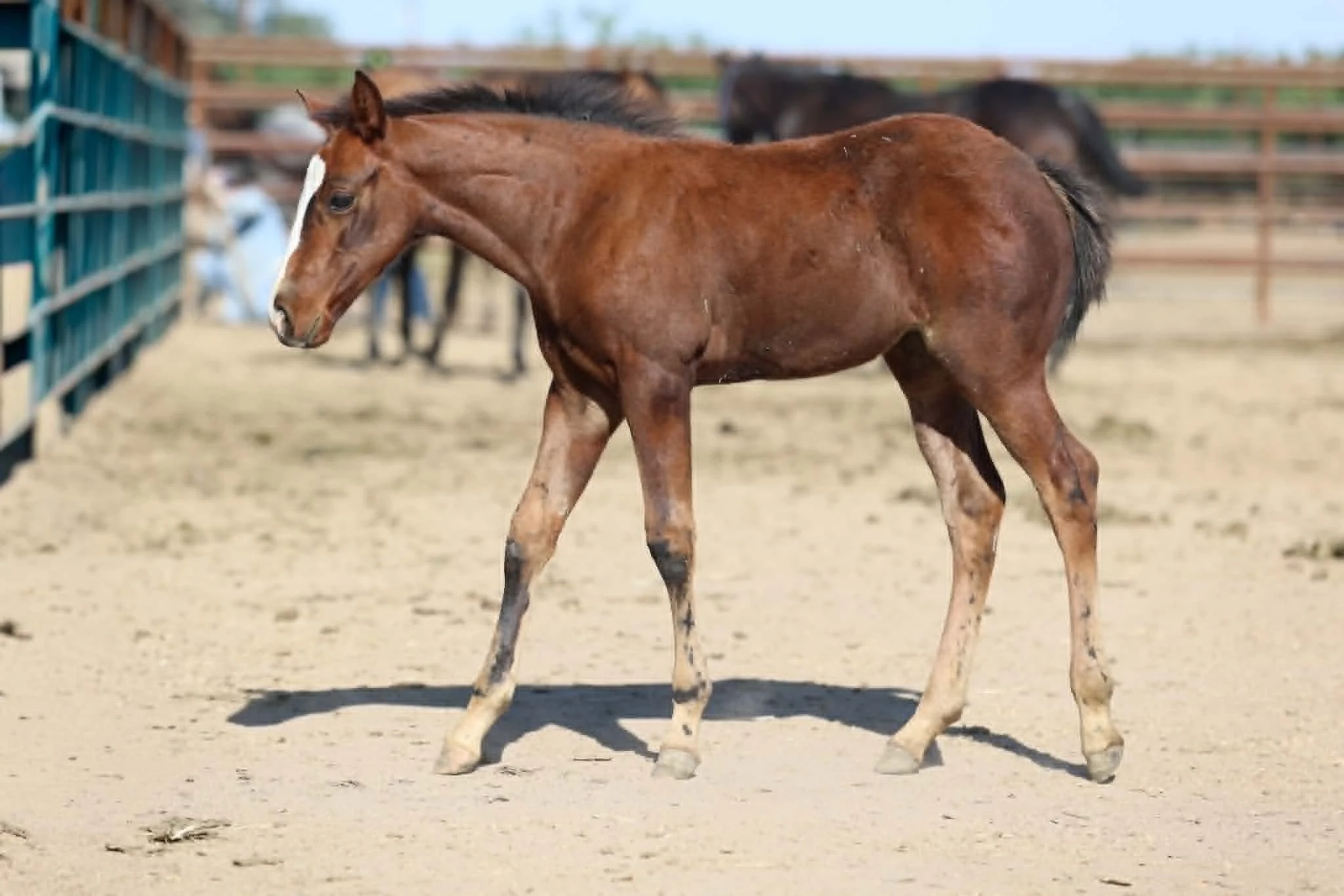 Lilly