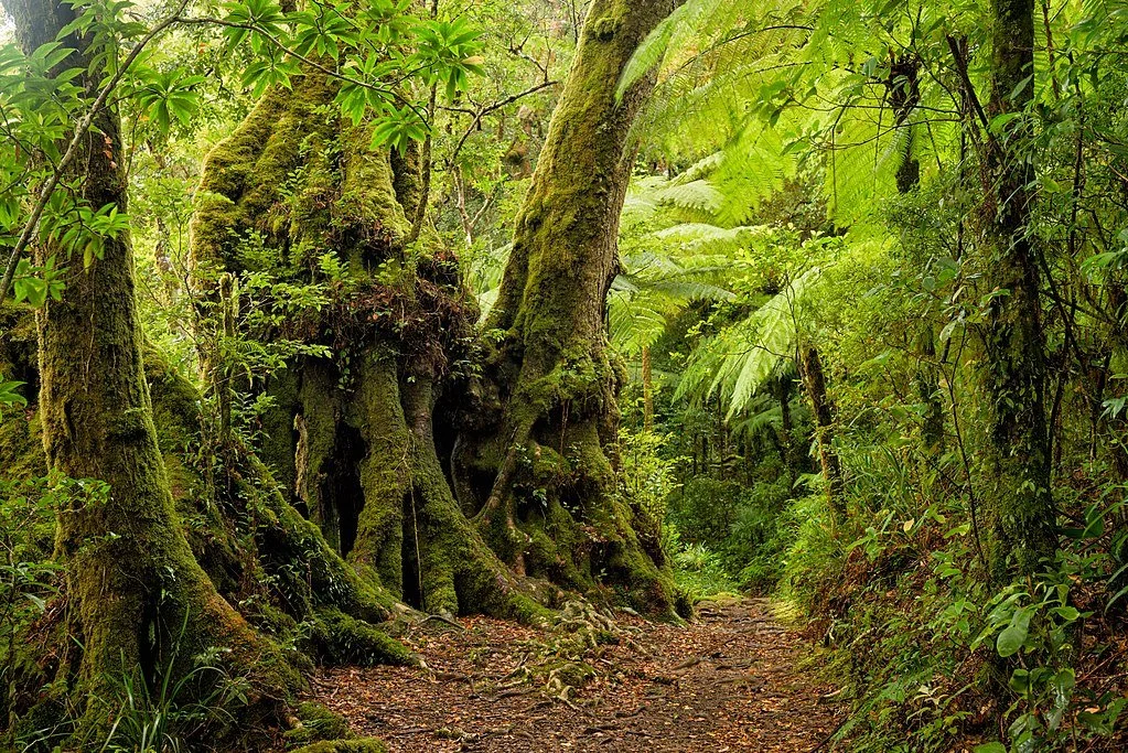 antarctic-beech.jpg