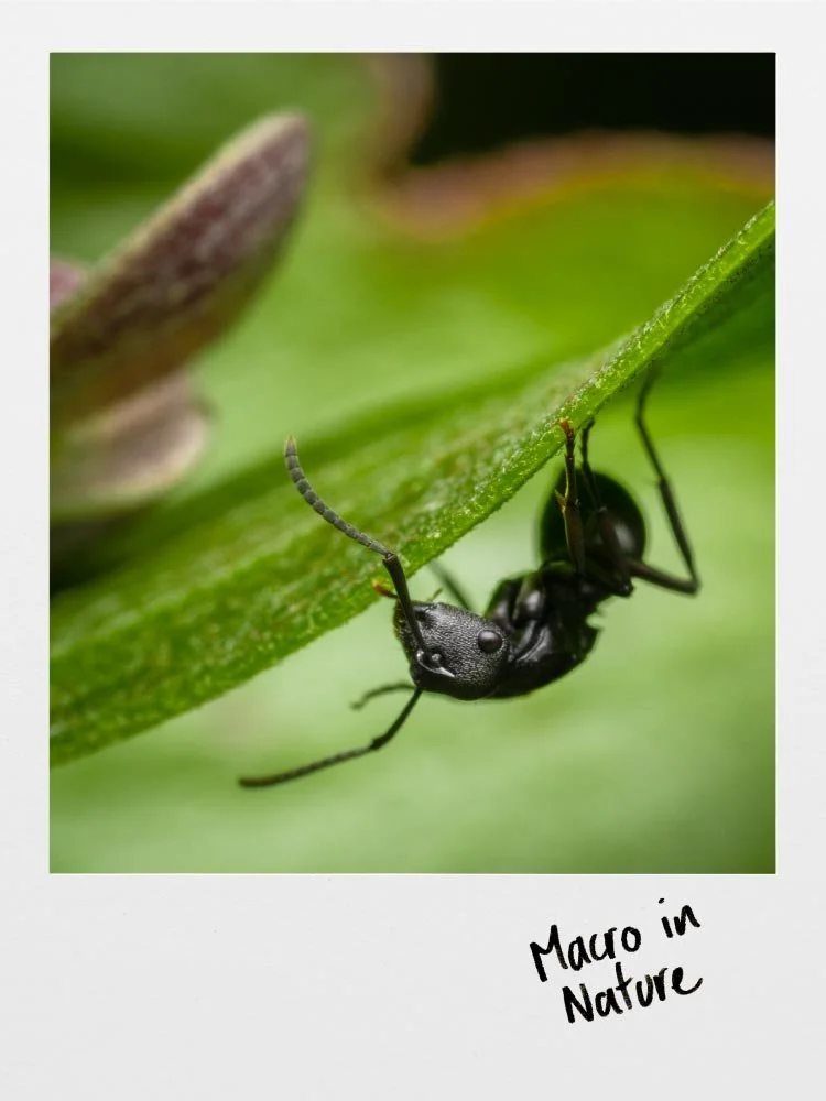 Macro in Nature Workshop