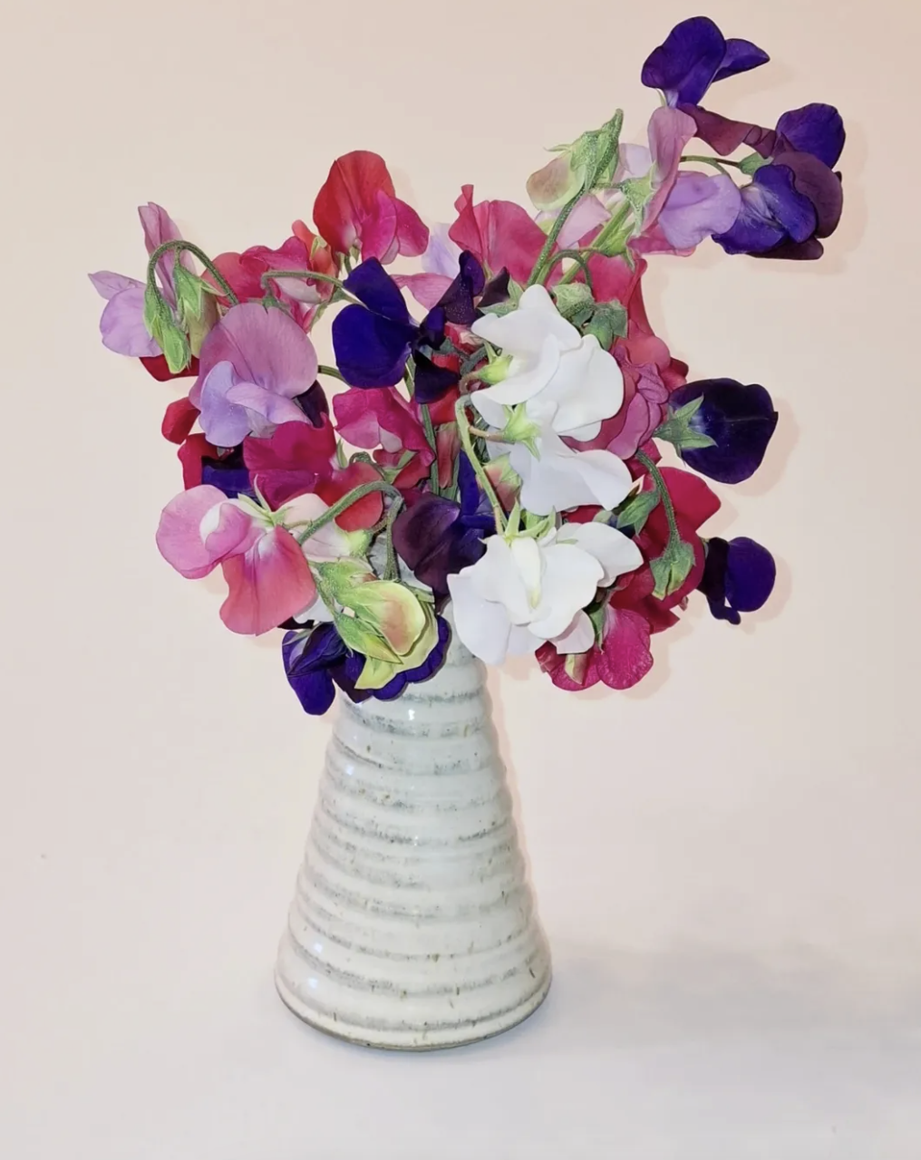 A bouquet of multicolored sweet pea flowers in a white ceramic vase