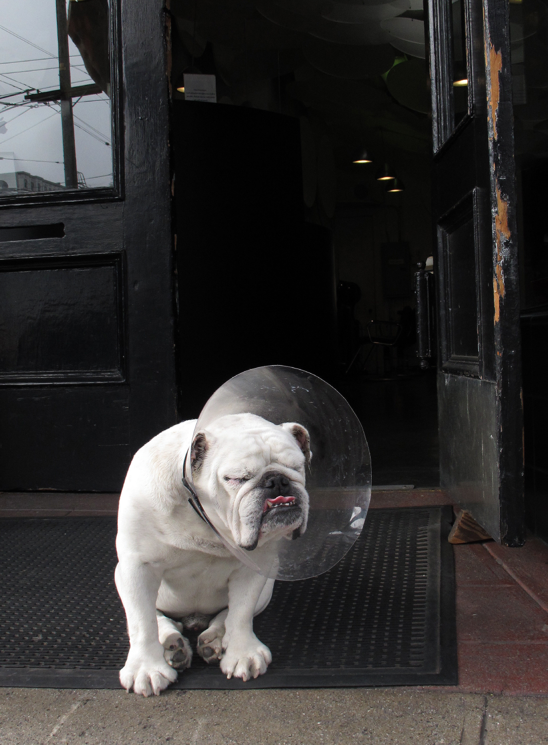 BullDog.png