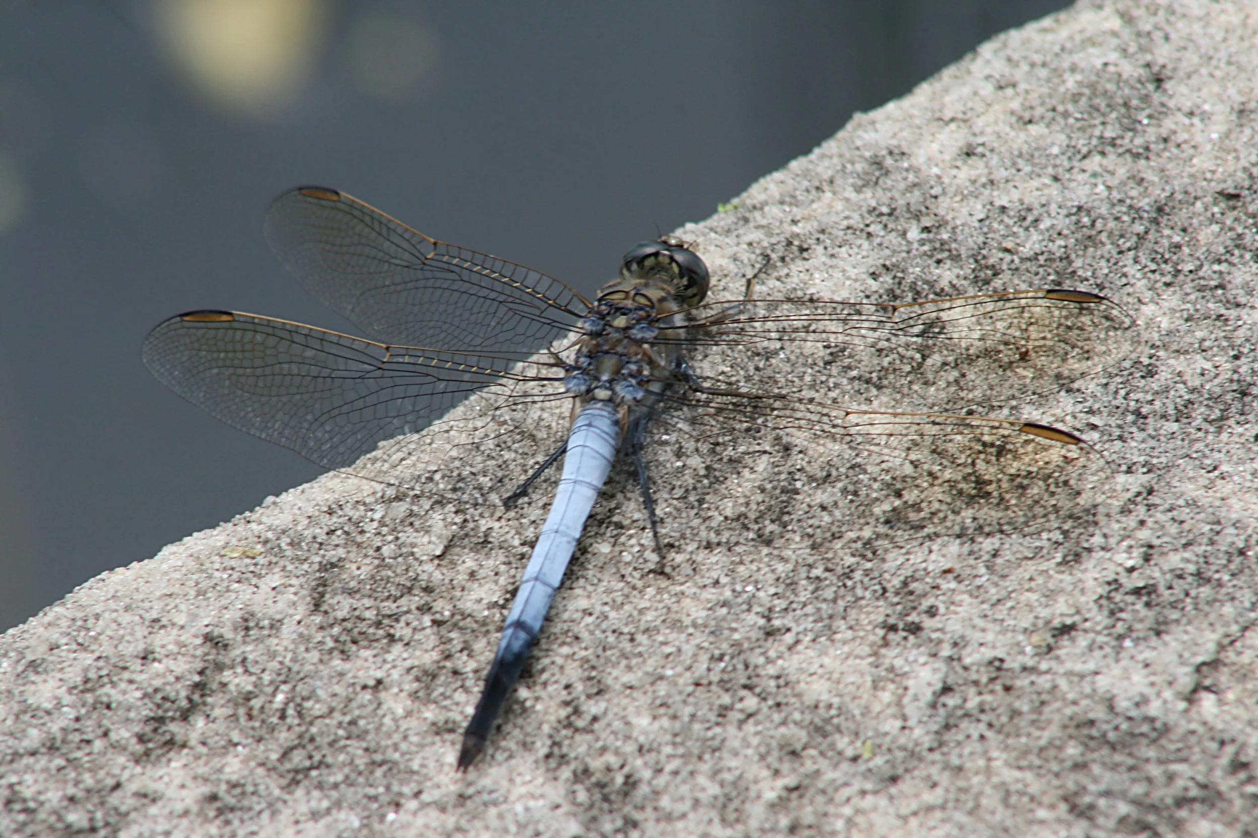 The grace of the dragonfly 