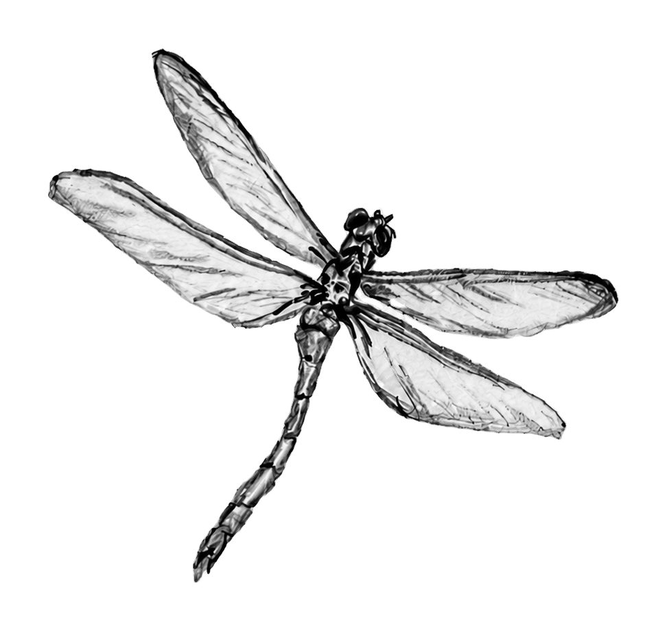 Hand drawn dragonfly precision image